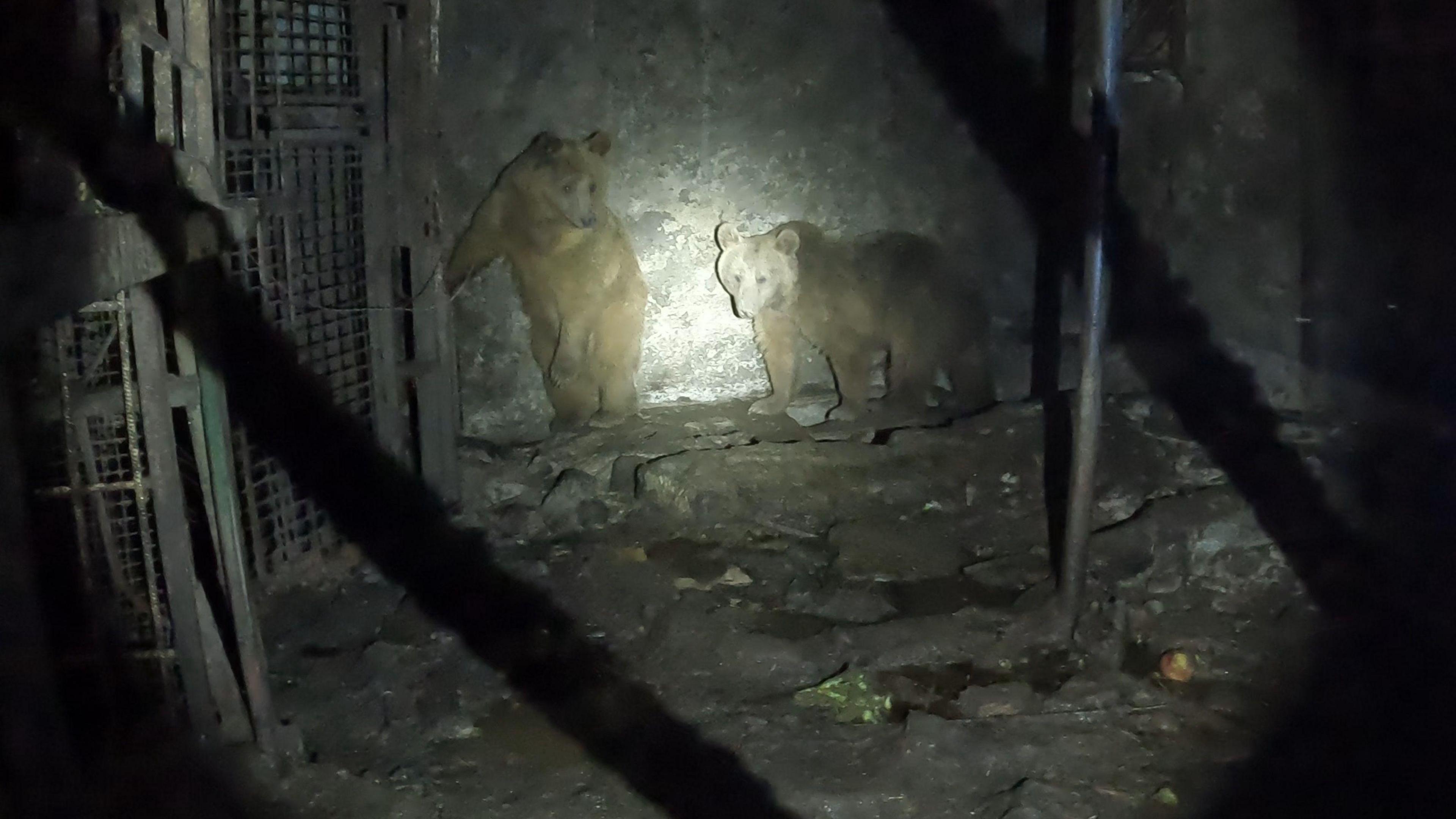 A torch spotlight shines on two Syrian brown bears at the back of a dark and damp looking area. The torch emits a white light through the silhouetted wiring of a cage. One bear on the left is standing on its hind legs in front of a grey wall. A bear on the right stares straight into the light of the torch. The ground is covered in mud and dirt.