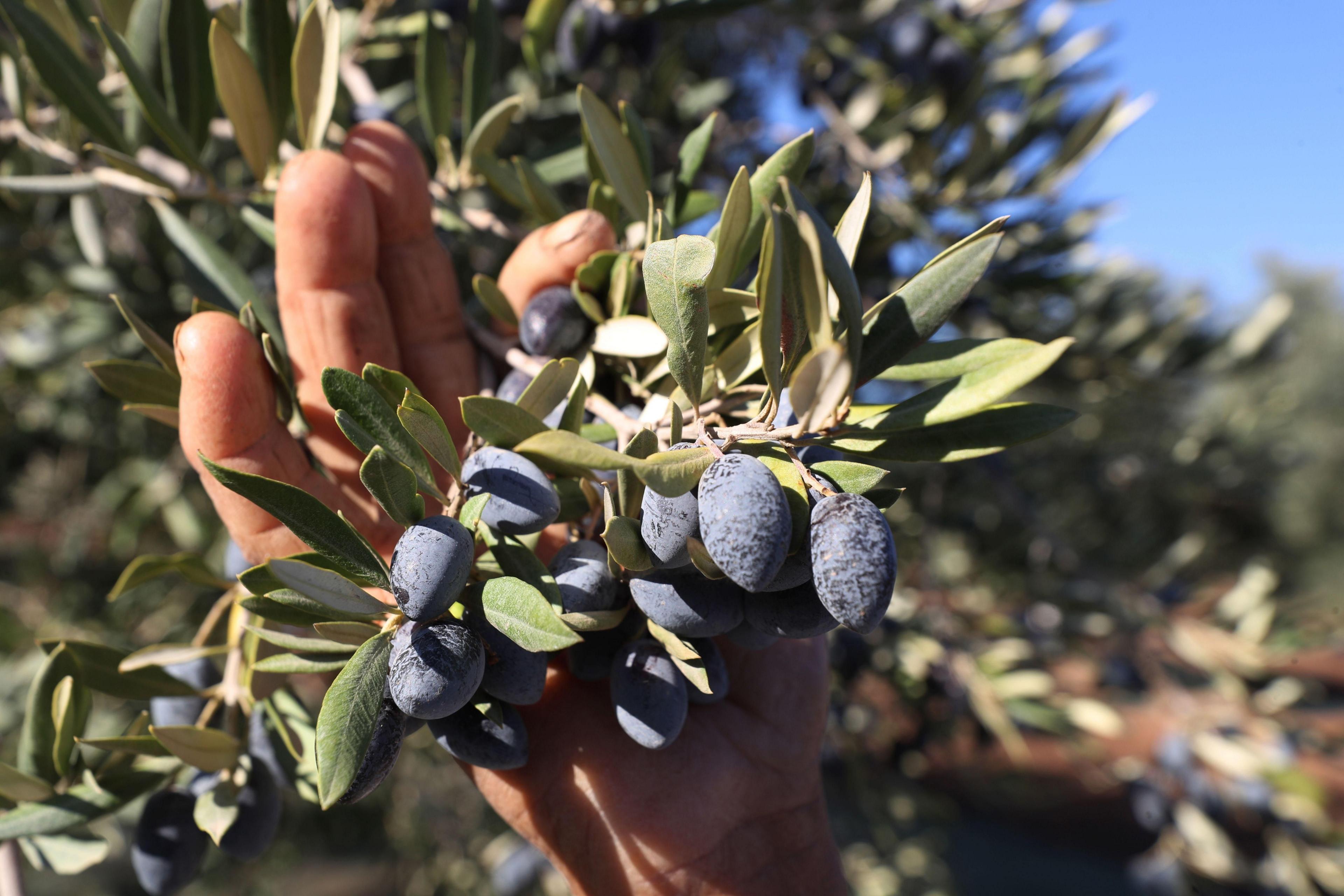 A man harvests olives by hand. According to the agricultural ministry,  production for the 2024/2025 season is expected to reach 340,000 tons, an increase of 55 percent compared to the previous season.