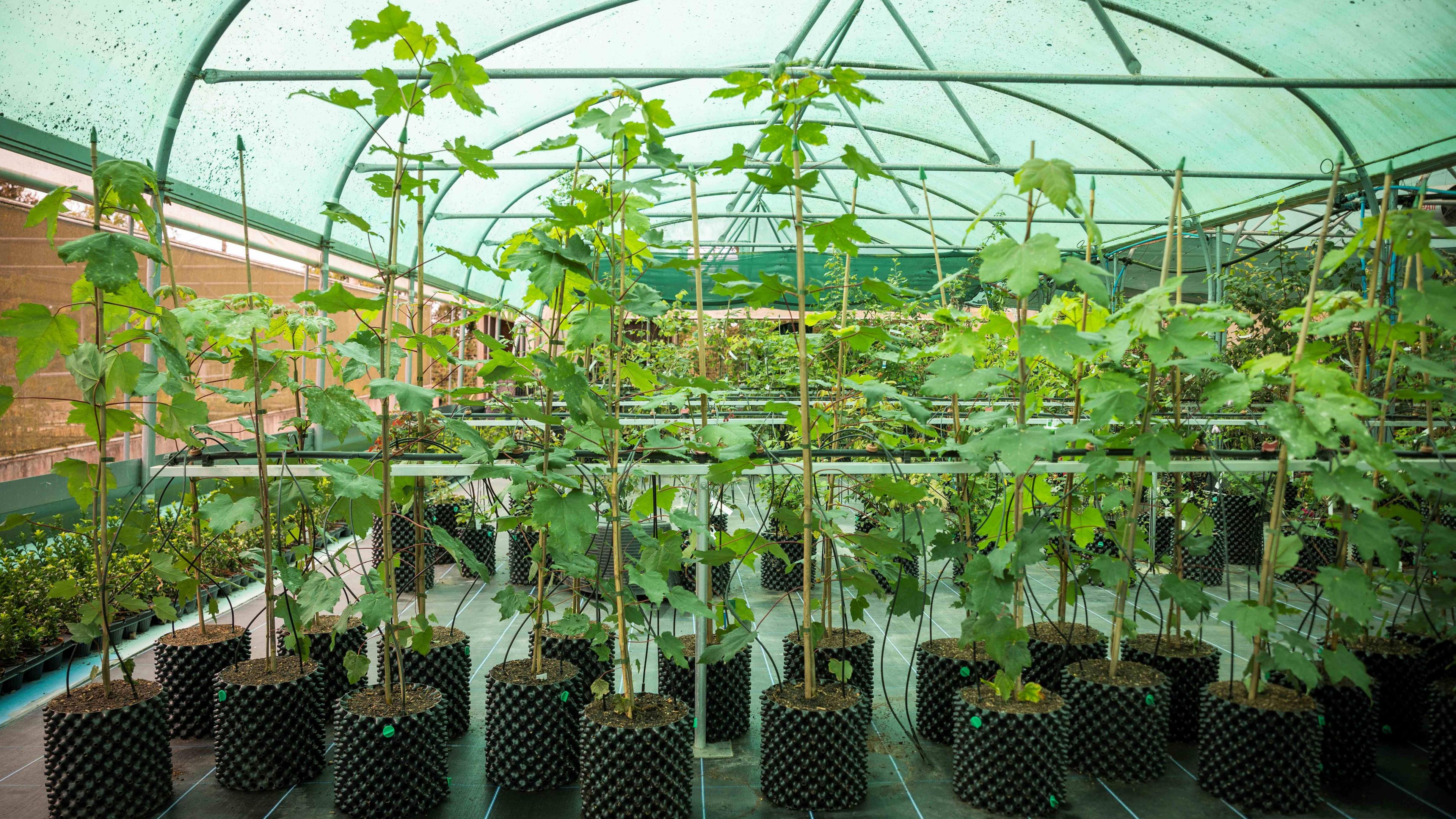 The Sycamore Gap seedlings at the National Trust Plant Conservation Centre in August