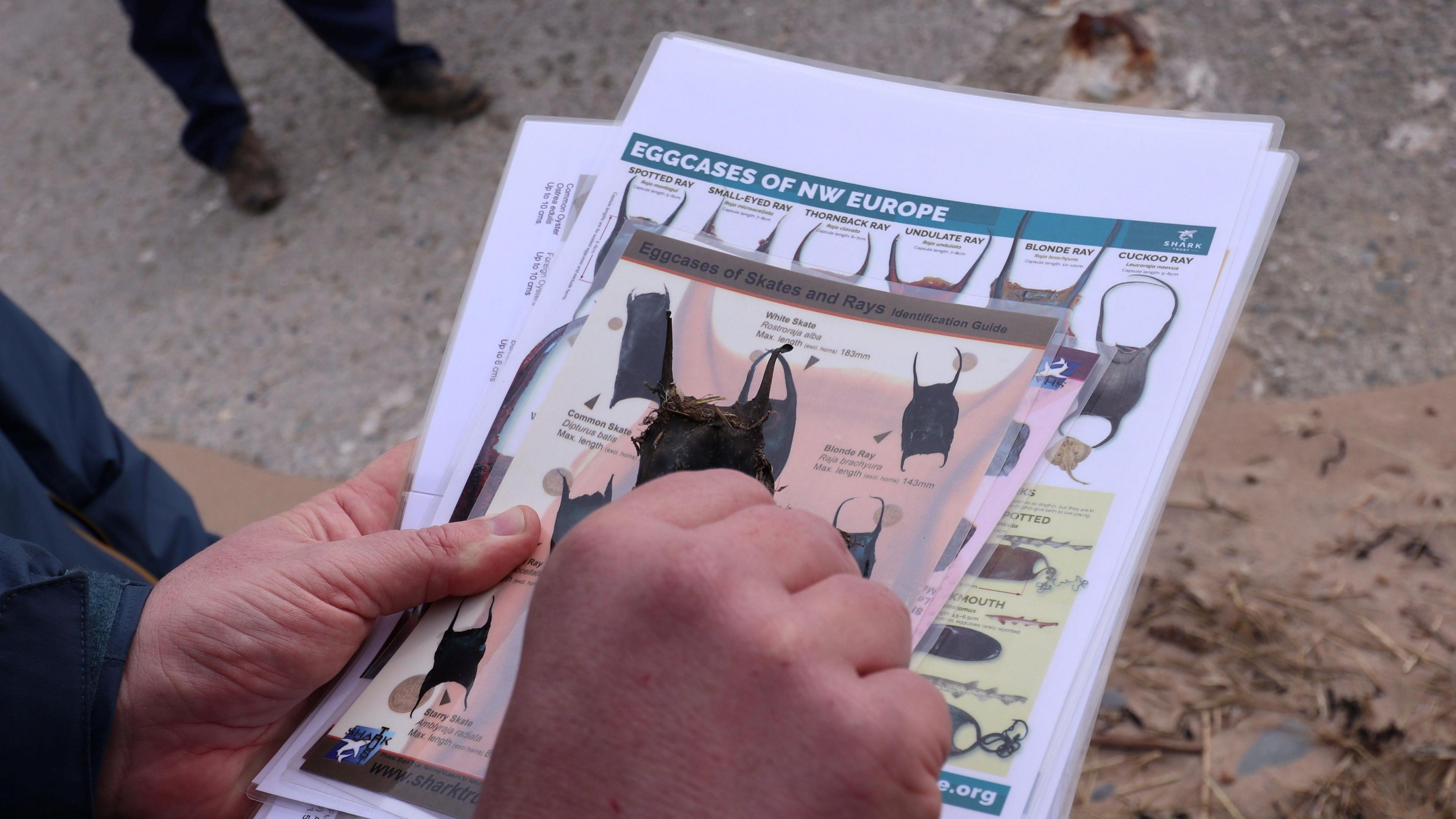 A closup image of someone comparing a dried shark egg case to a chart. A left hand is holding a pile of laminated papers, the top one is headlined "Eggcases of NW Europe". The person's right hand is holding up an egg case to compare with the images on the graph.