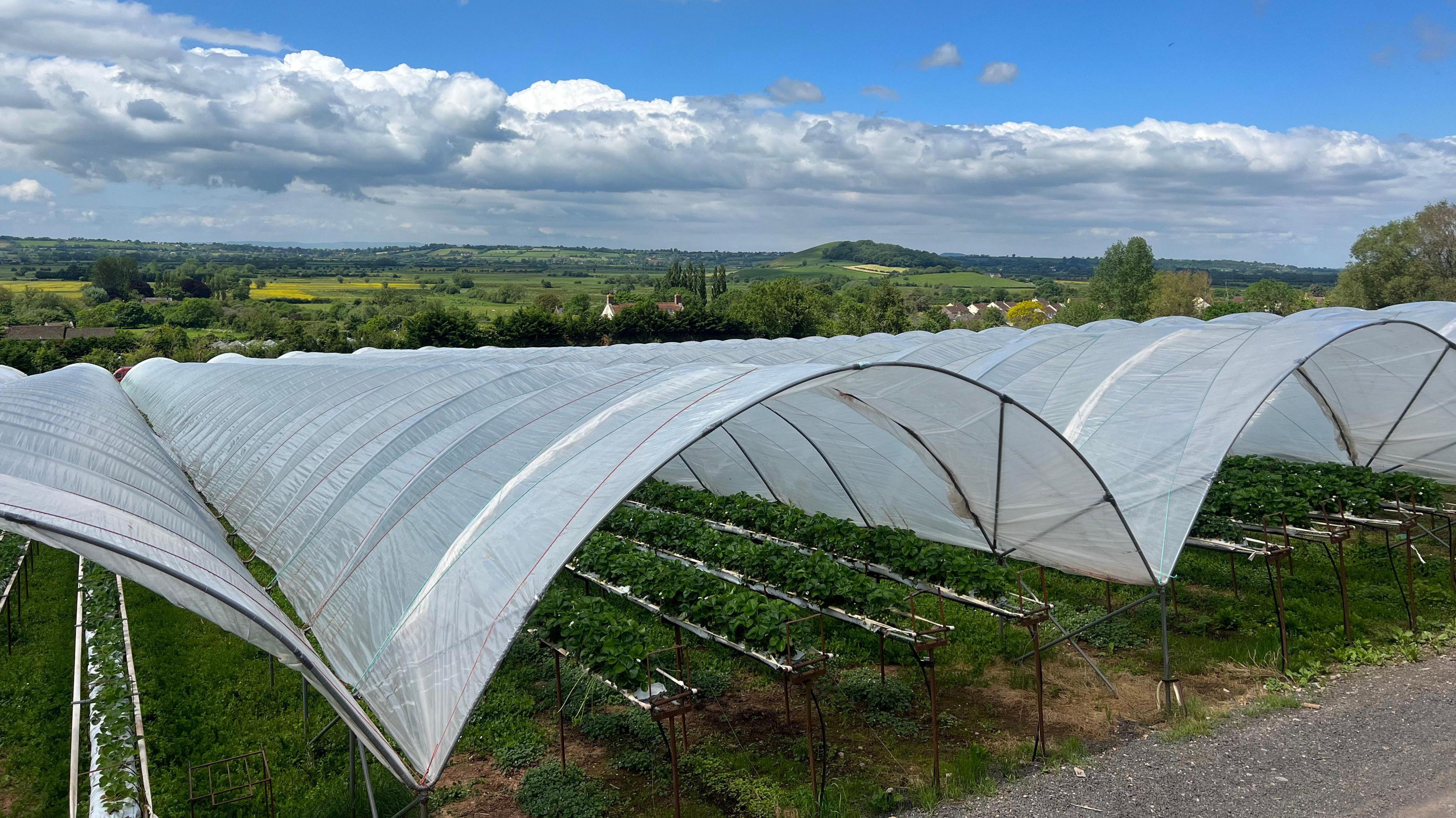 Strawberry poly tunnel at Seager's Farm in Draycott