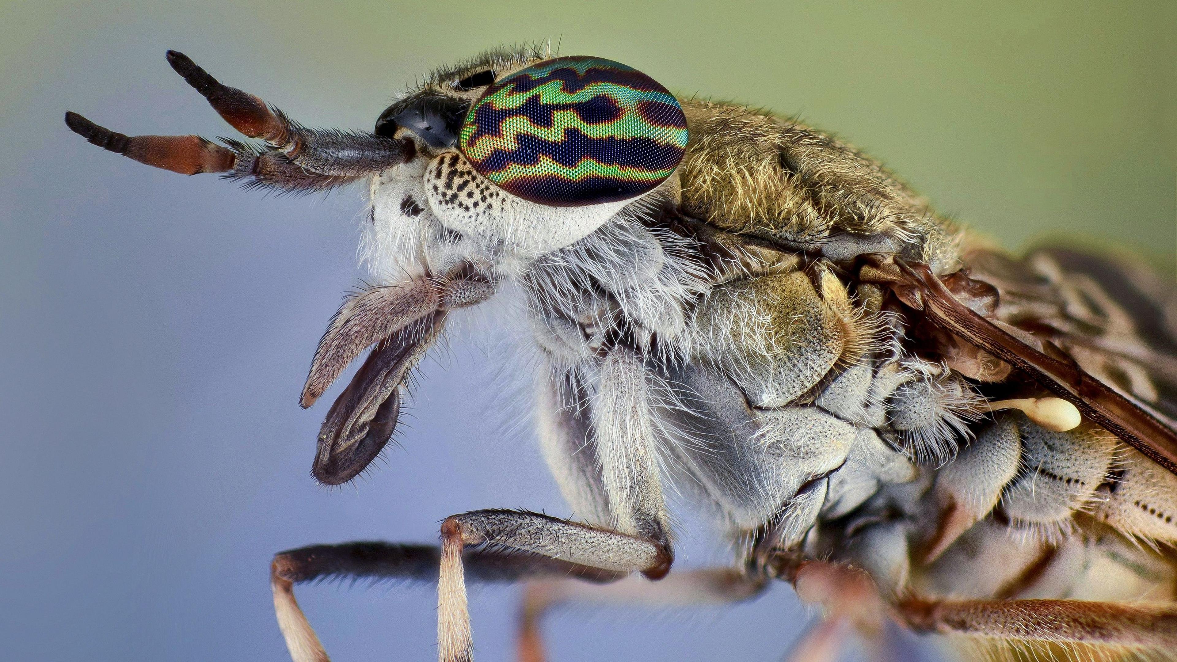 A close-up picture of a horsefly with big, detailed eyes that are a mixture of green, black and red. It has a hairy body in shades of grey and brown. It's in front of a blurred green and blue background