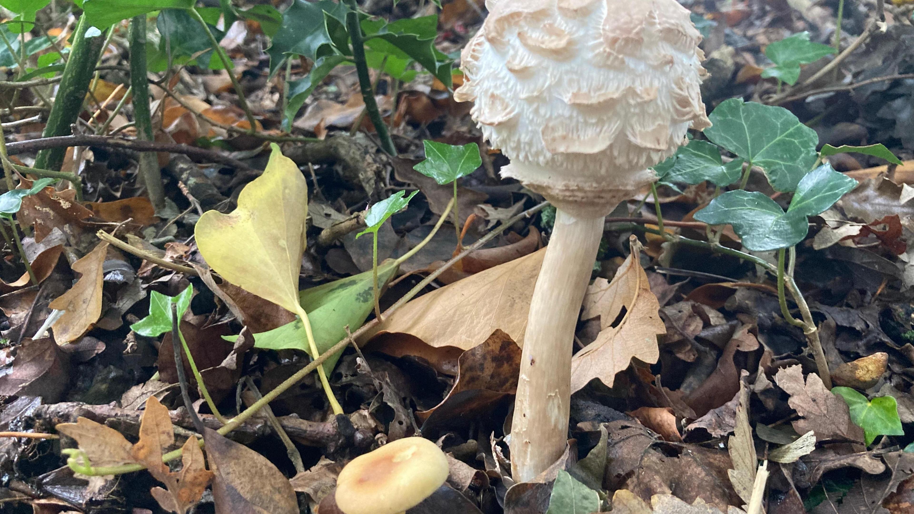 An autumnal scene with brown and green leaves on the ground with fungi growing through