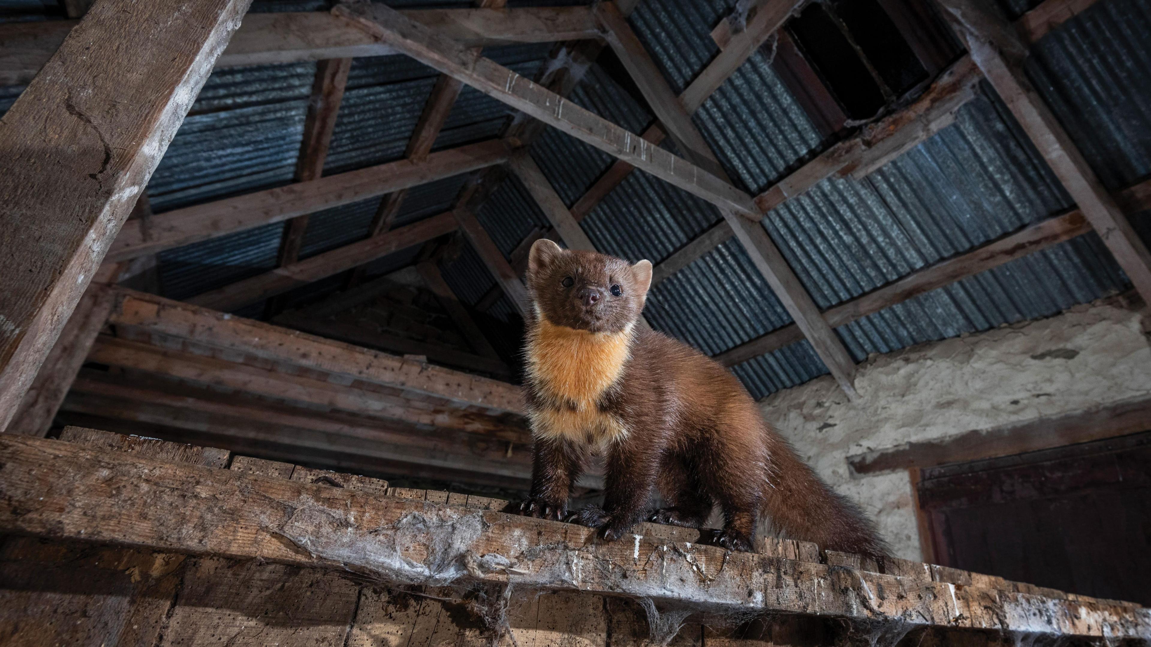 A dark brown pine marten, with a light brown bib, is seen standing on a beam in a derelict house. A tin roof with wooden rafters can be seen above it
