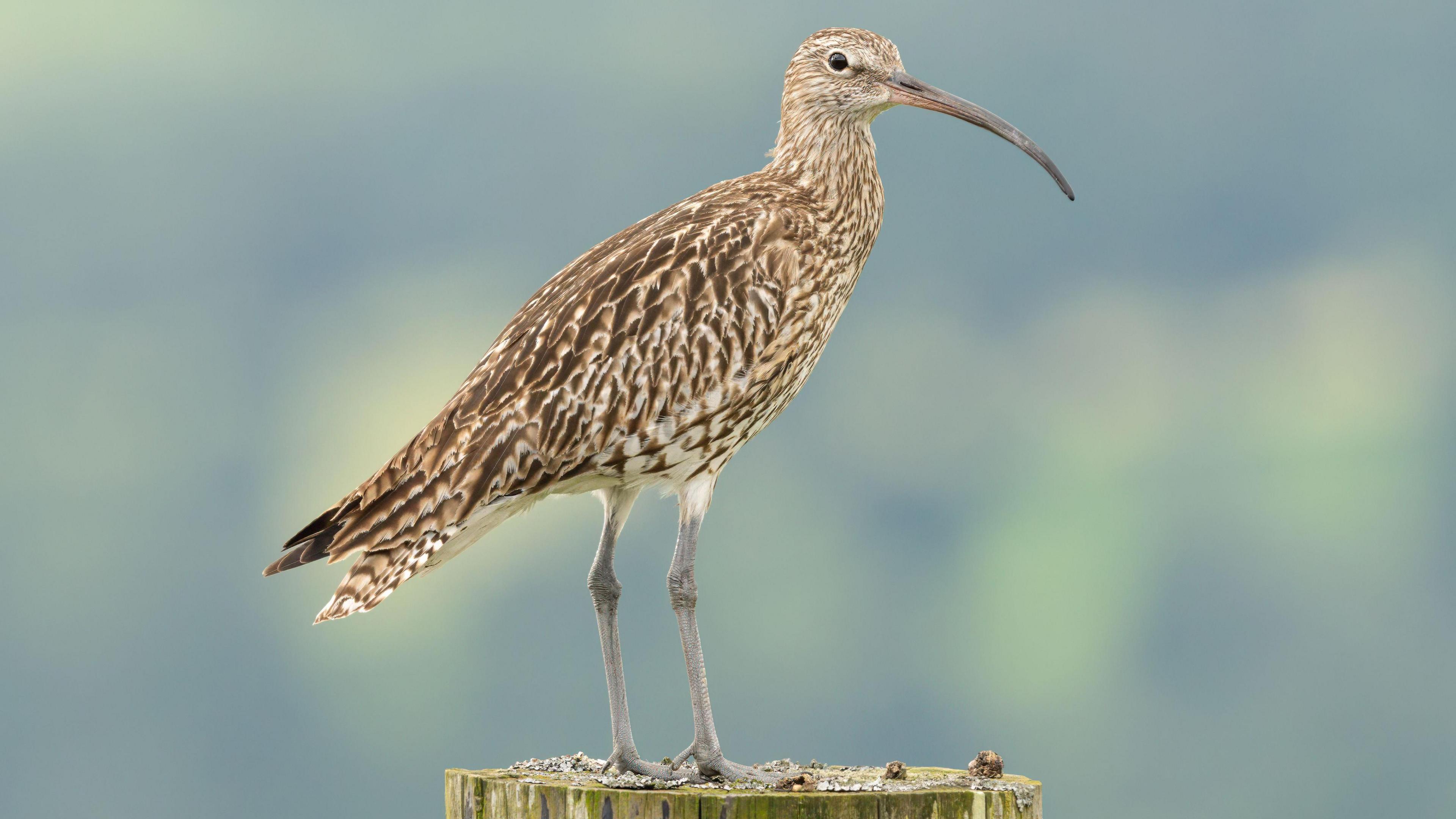 A brown and white flecked bird with a long curved beak stands on a wooden gate post.