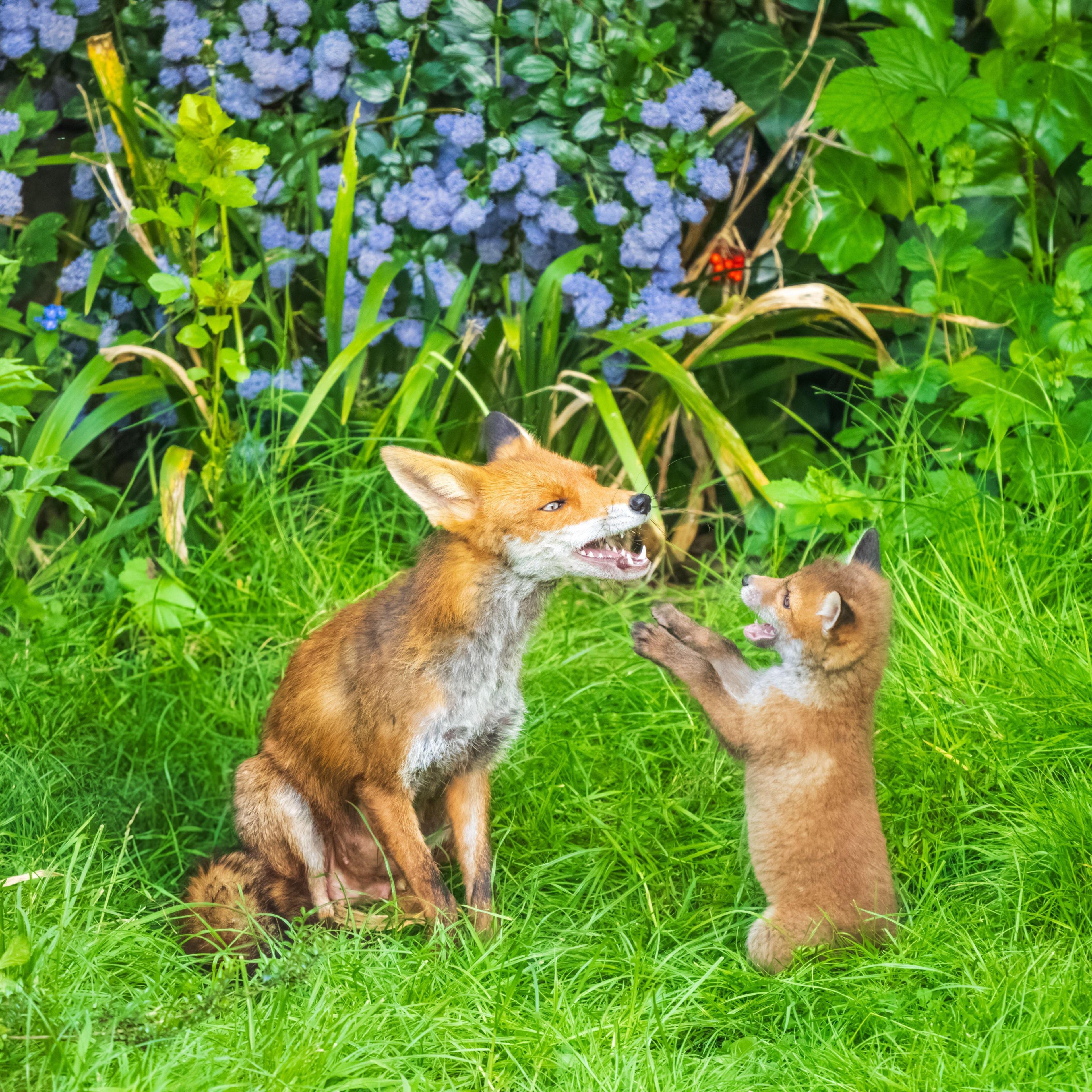 An older fox sits as a young pup on its hind legs puts its paws up towards it