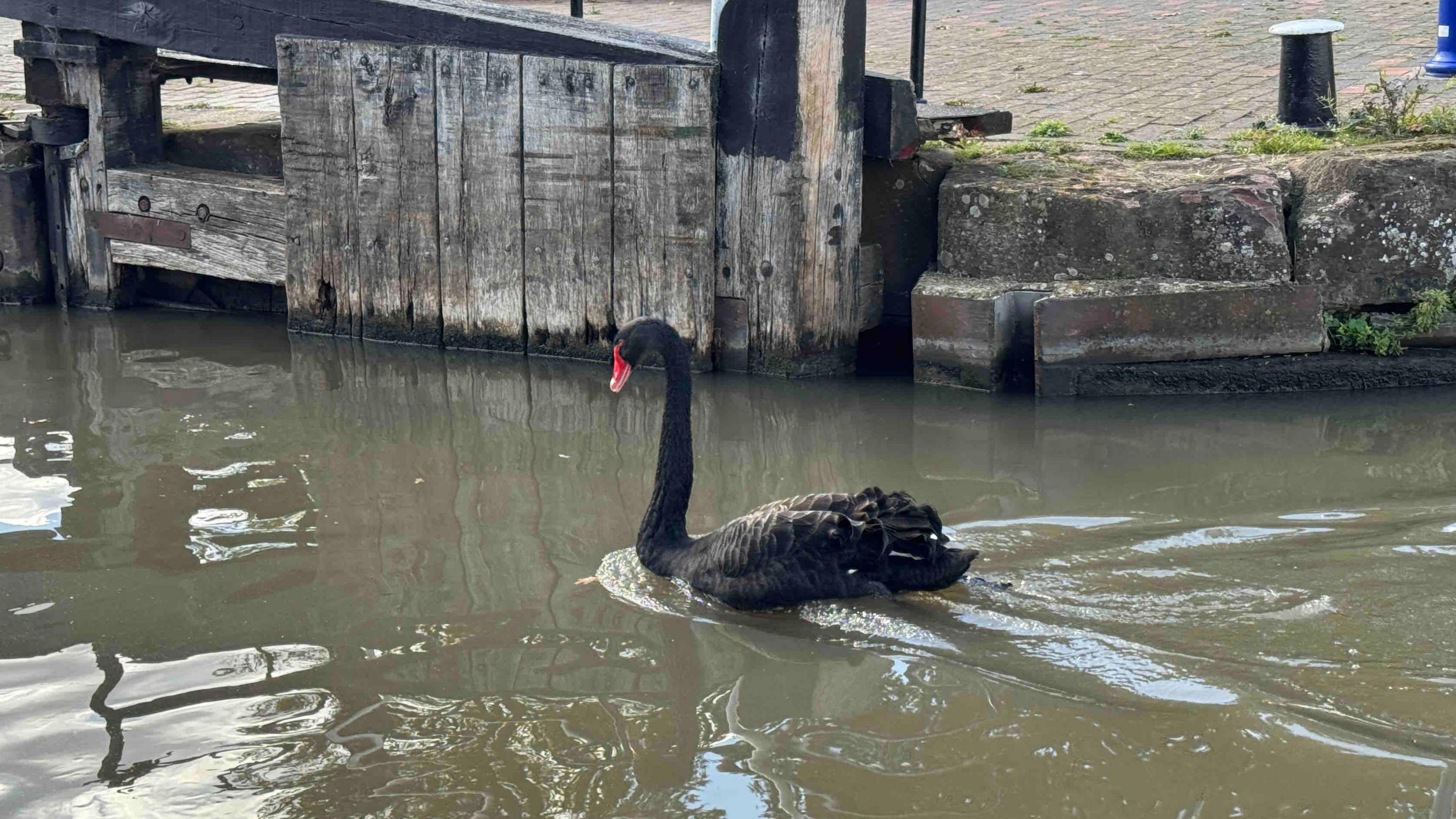 A black swan with a red beak swimming in the River Avon at Stratford-upon-Avon.