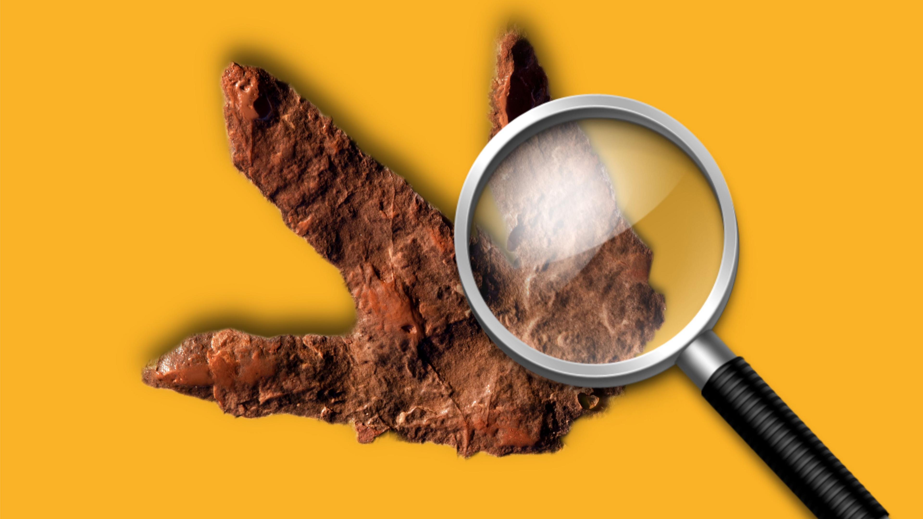 A magnifying glass floats over a dinosaur footprint on a yellow background.