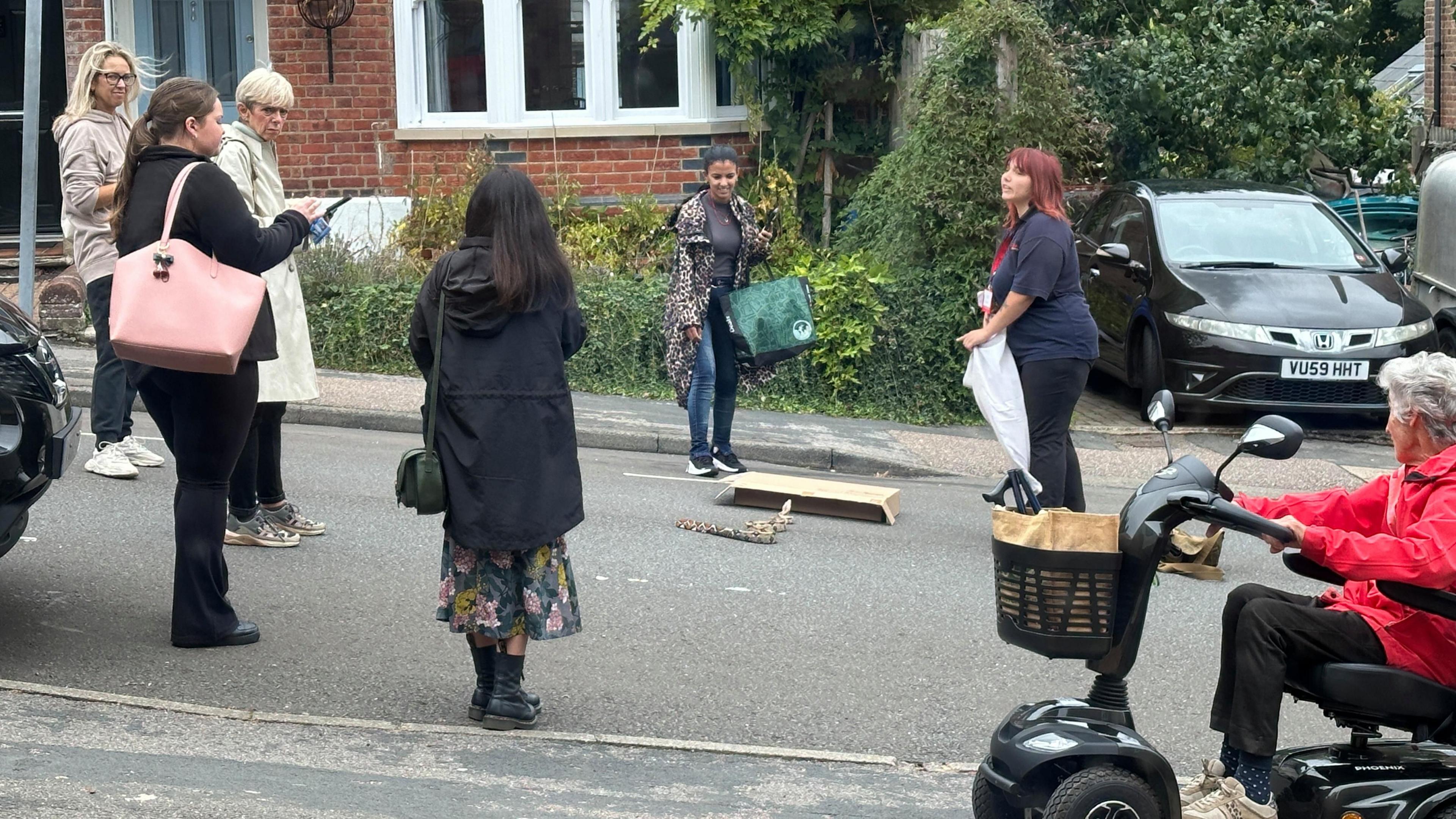 A busy residential street where a snake is sitting in the middle of a road and everybody is looking