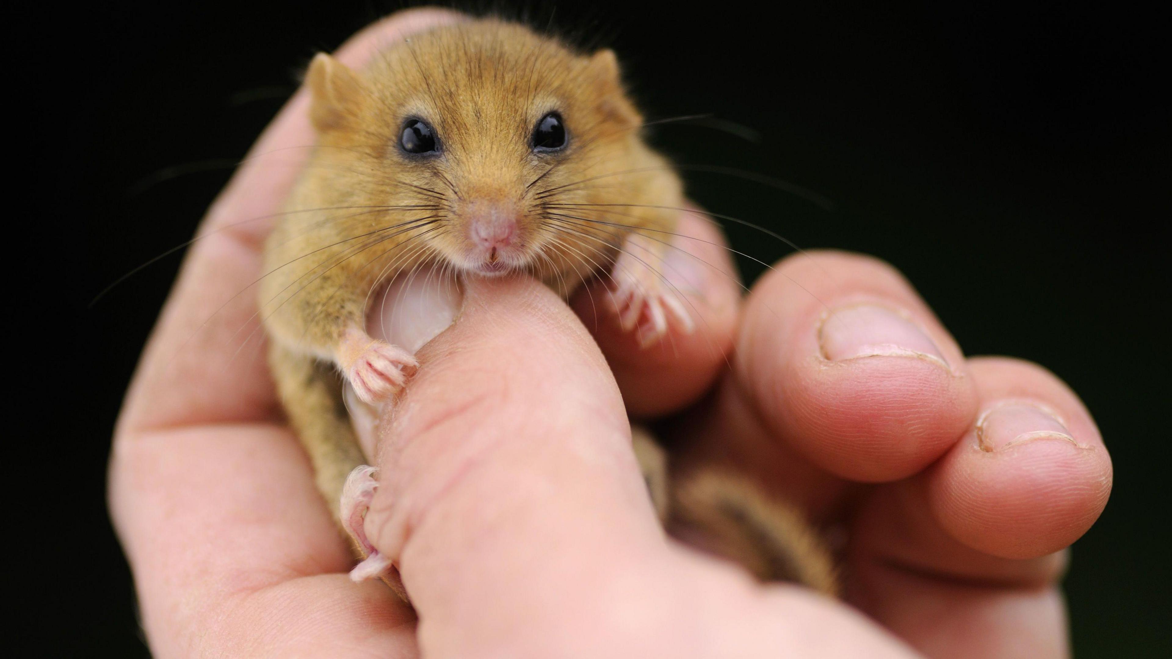 A human hand holds a tiny dormouse. It it light brown, with pink paws and black eyes.