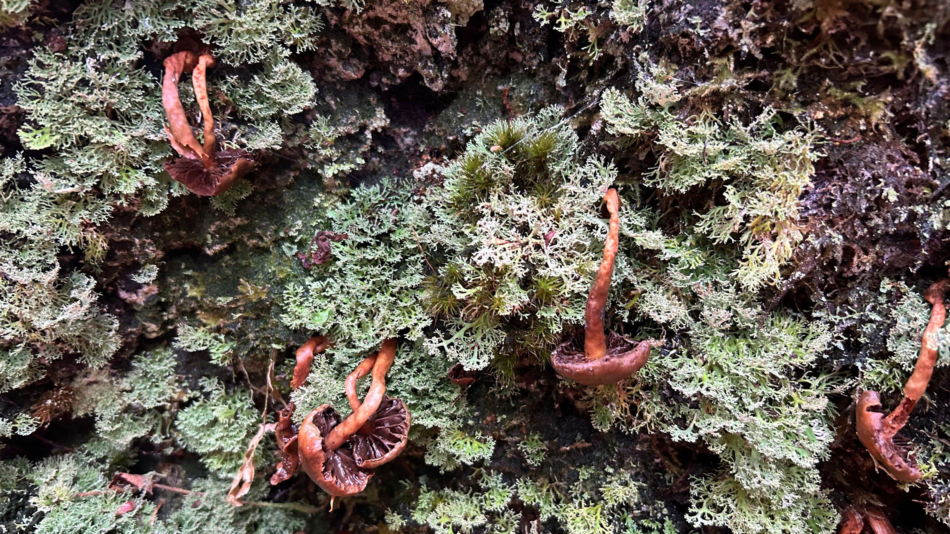 Pink and green mushroom-looking organisms grow on the bark of the oak tree. They are called eepiphytes. 