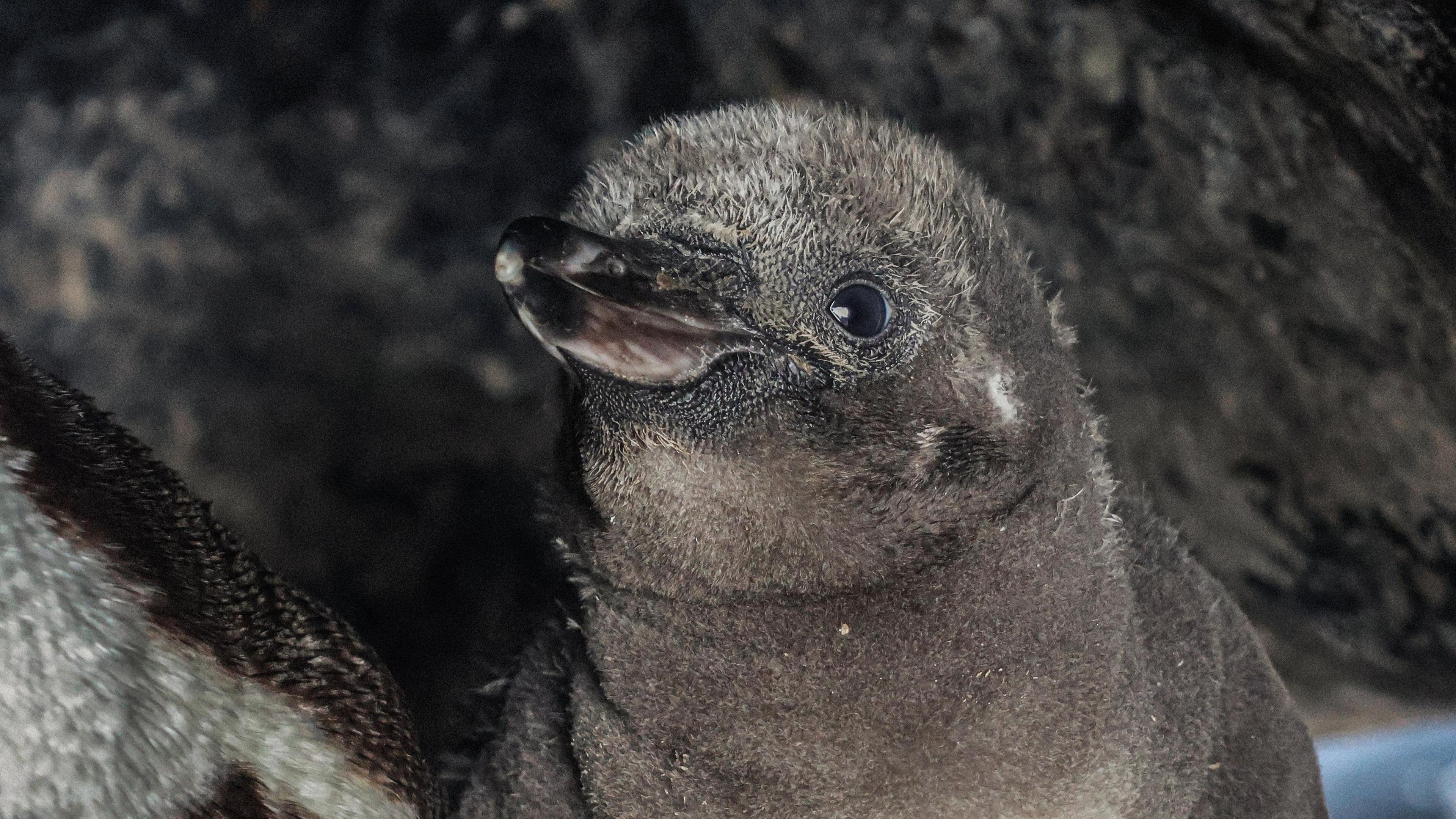 An image of a Humboldt penguin chick