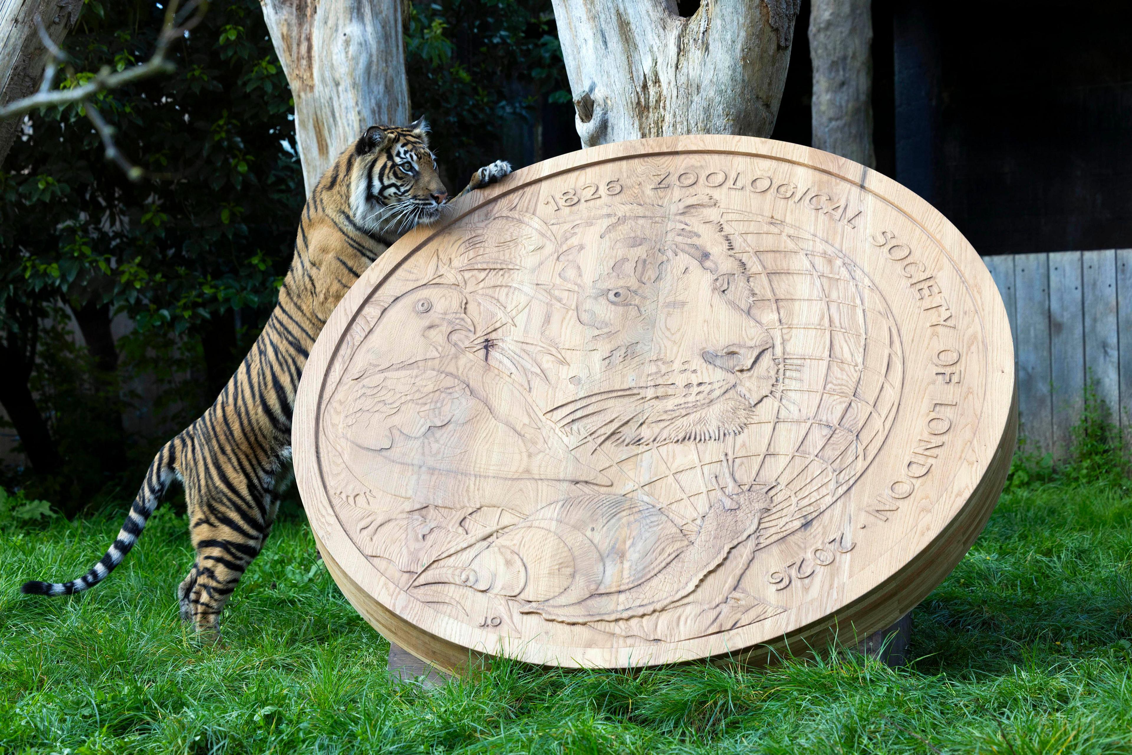 A Tiger plays with a wood coin replica
