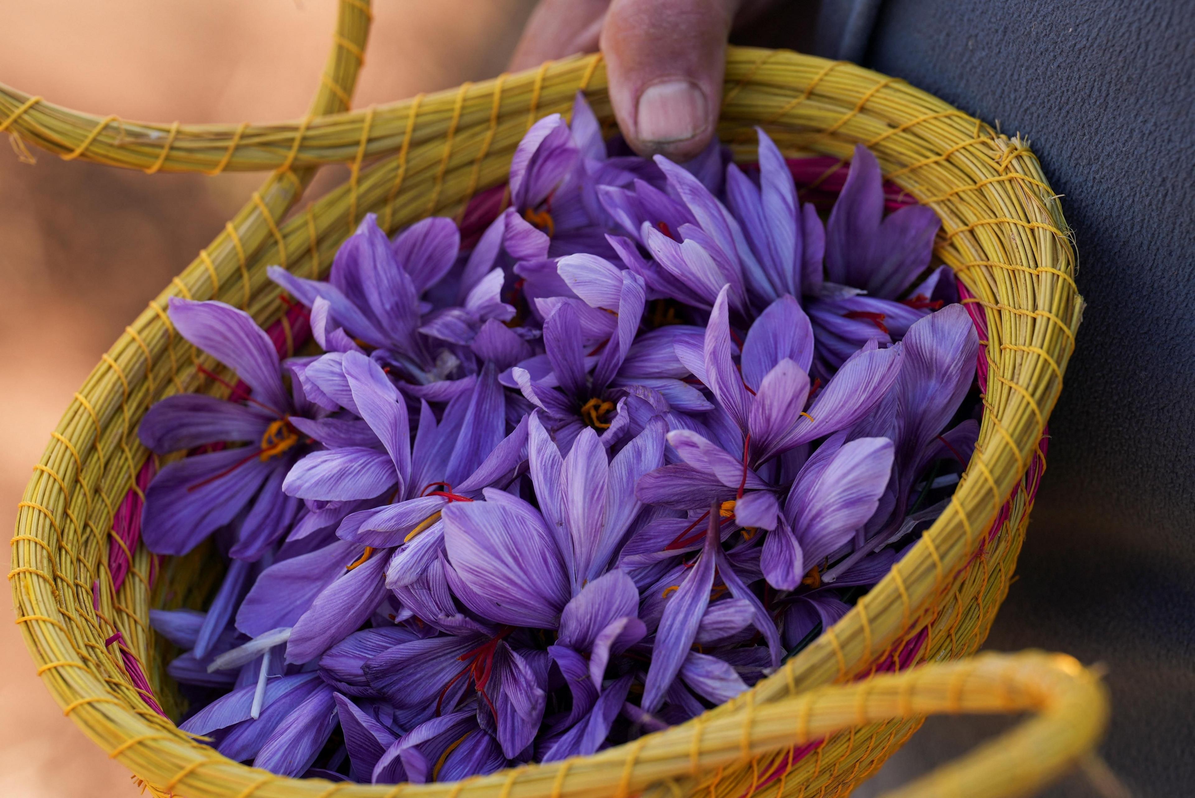 A man carries a straw basket full of vivid purple flowers.