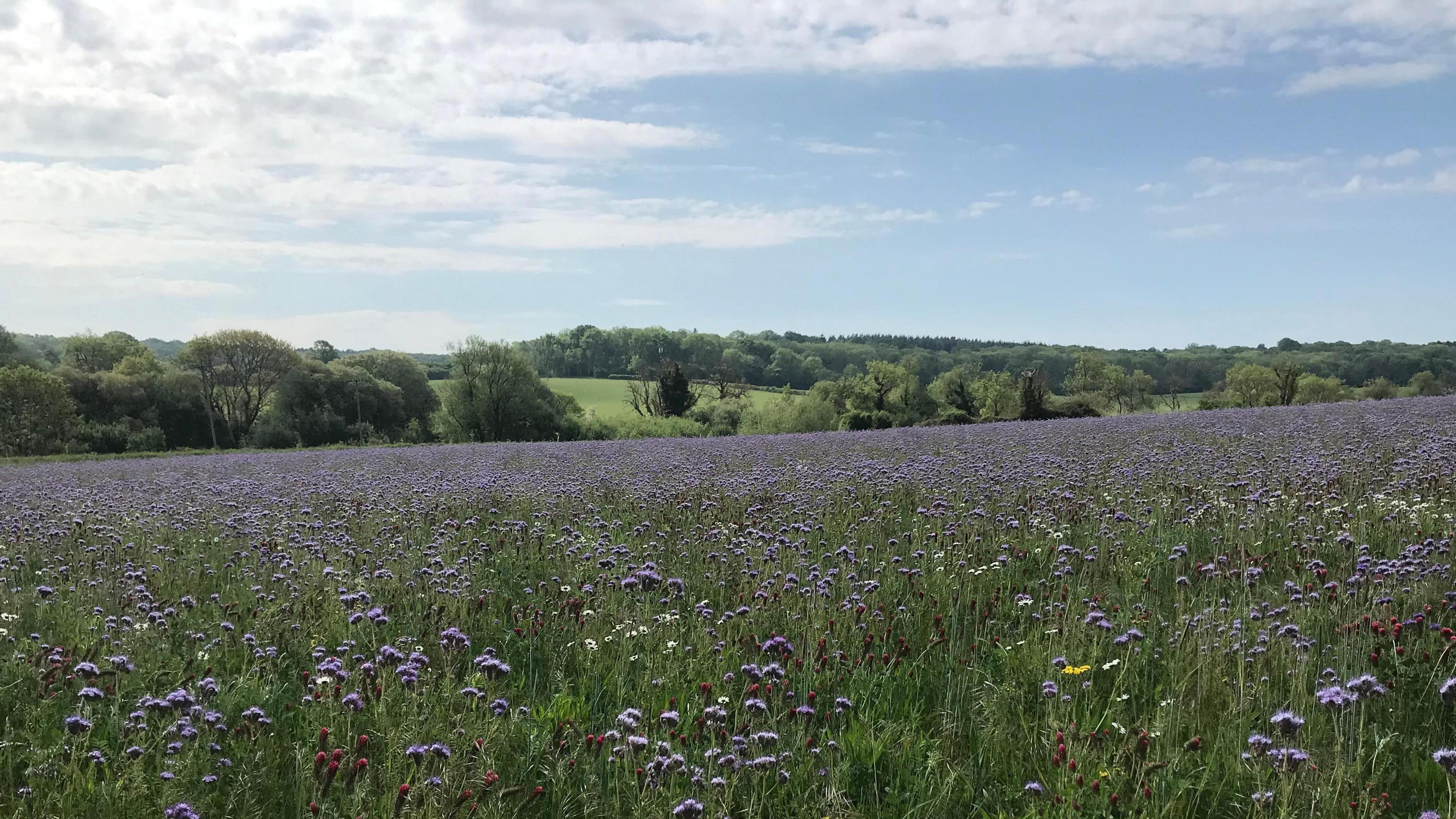Purple thistles in a field on a sunny day with trees and rolling hills in the distance.