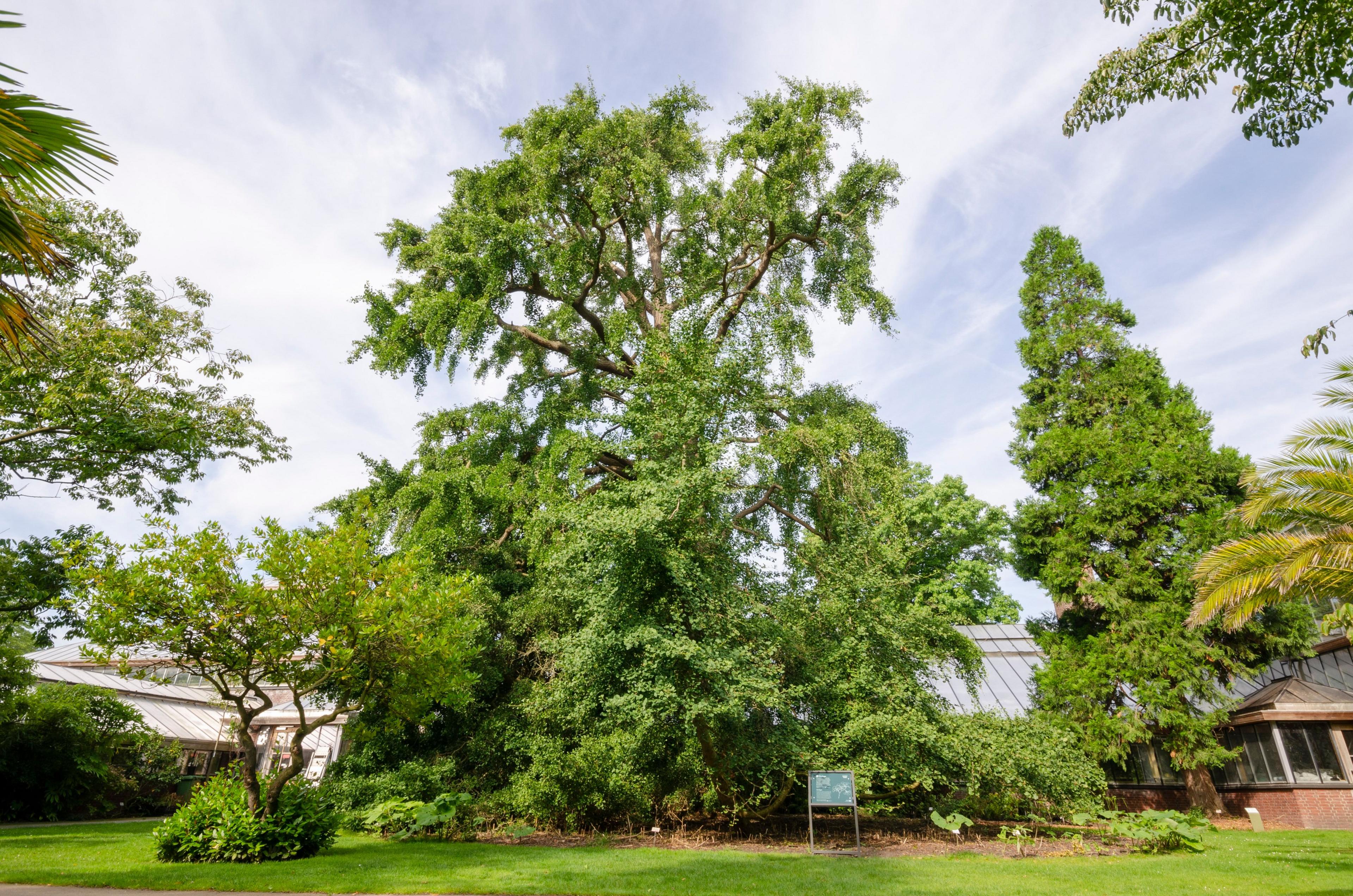 A Ginkgo tree with a tall, spreading form with branches that extend outward and upward. Its dense, cascading foliage consists of bright green, fan-shaped leaves. The tree stands in a well-maintained garden, surrounded by other trees and a greenhouse in the background.