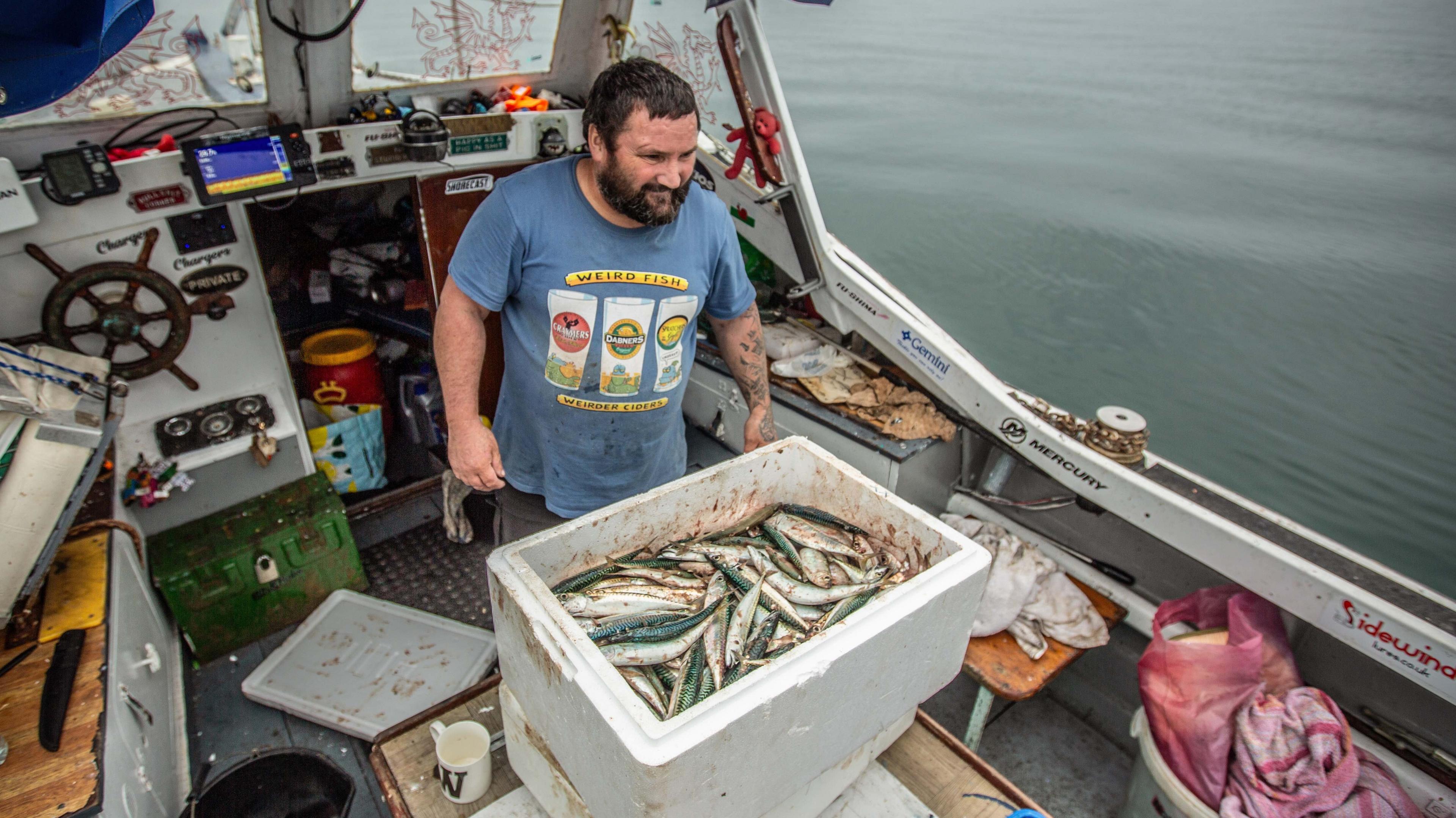 Llond bocs o benwaig a mecryll i'w trin