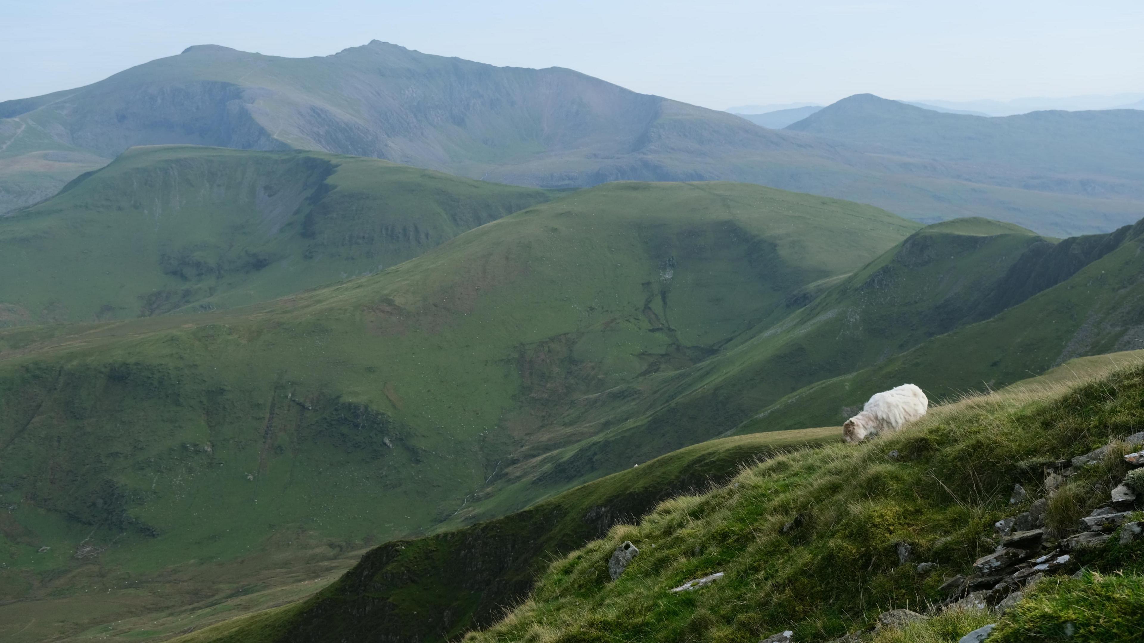 yr Wyddfa with a sheep in the foreground