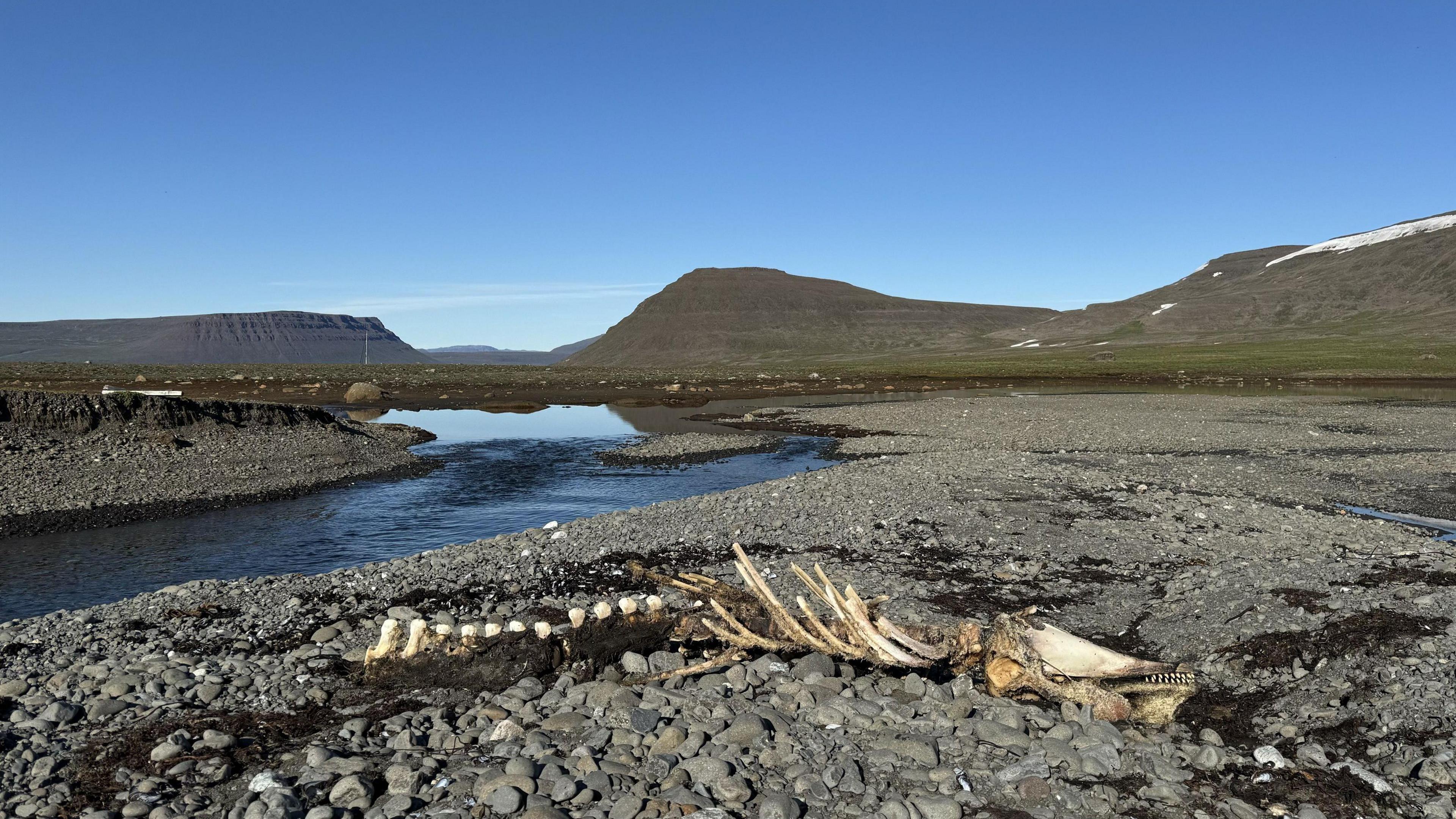 A whale skeleton sits on the rocky terrain of western Greenland.