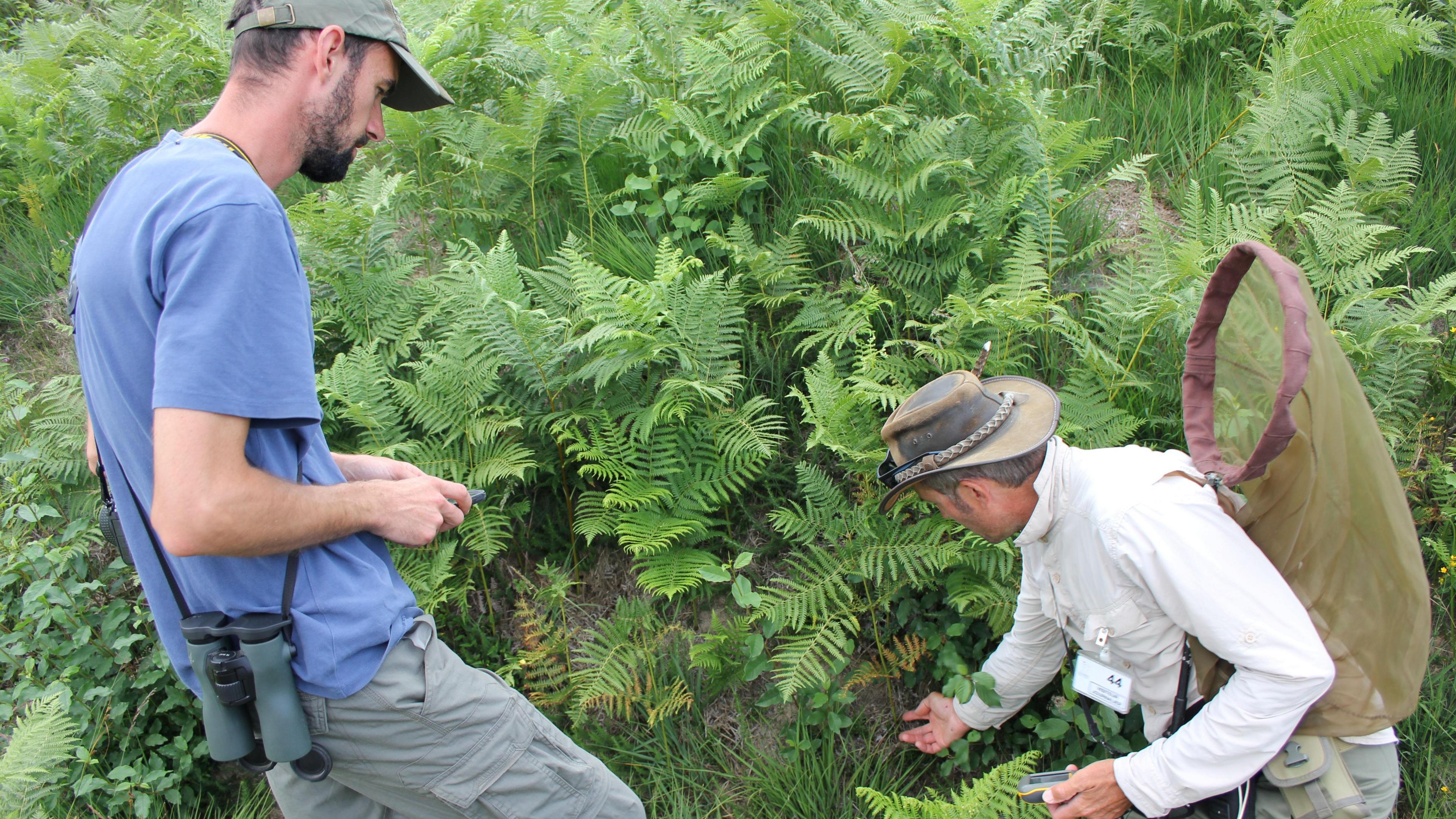 Two men wearing hats and looking through plants. One man is crouched down touching a plant and is holding a net.