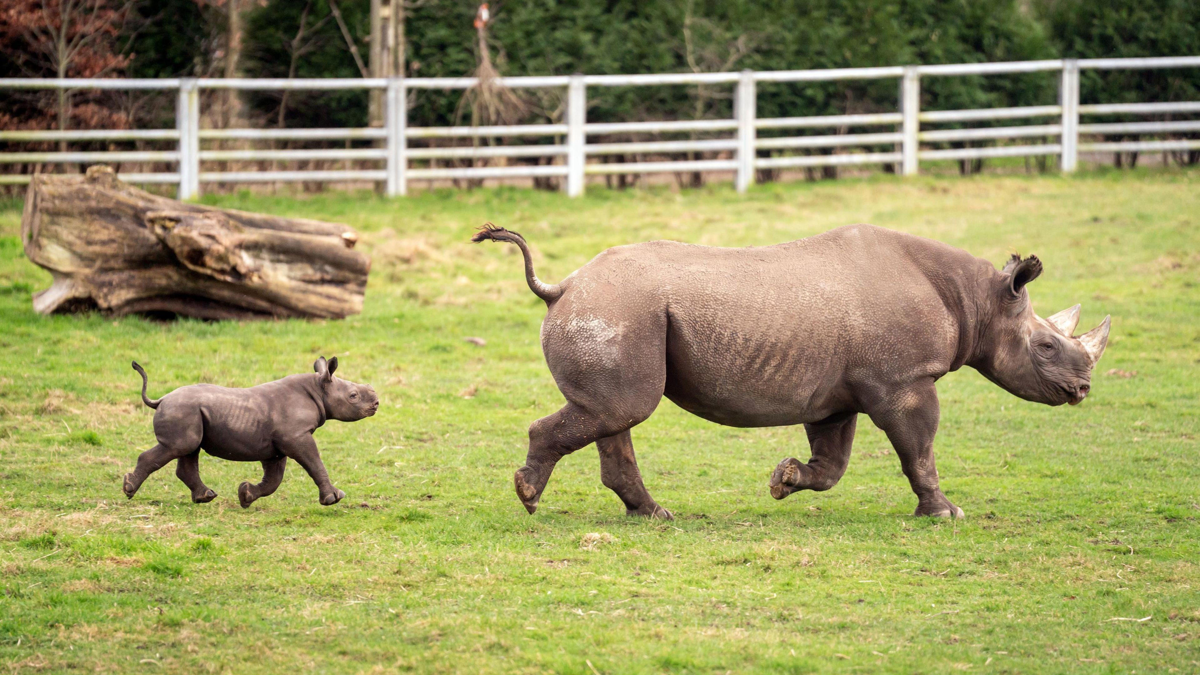 Newborn Black Rhino calf trots behind his mother Najuma on a grassy outdoor reserve at Yorkshire Wildlife Park.