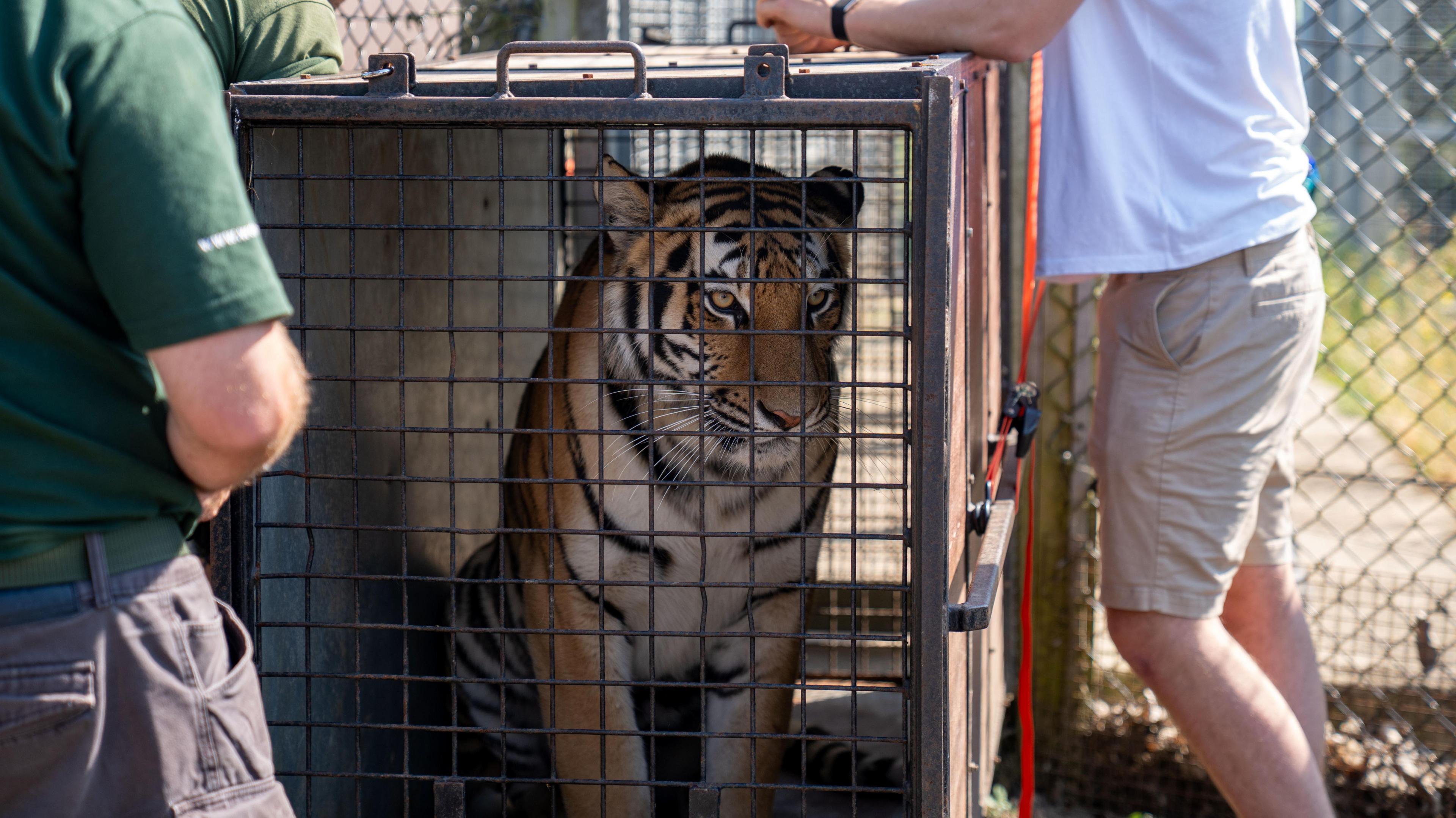 A tiger, in a cage, looking out, with two people next to her, standing, but you can only see their legs. A fence is behind them. 