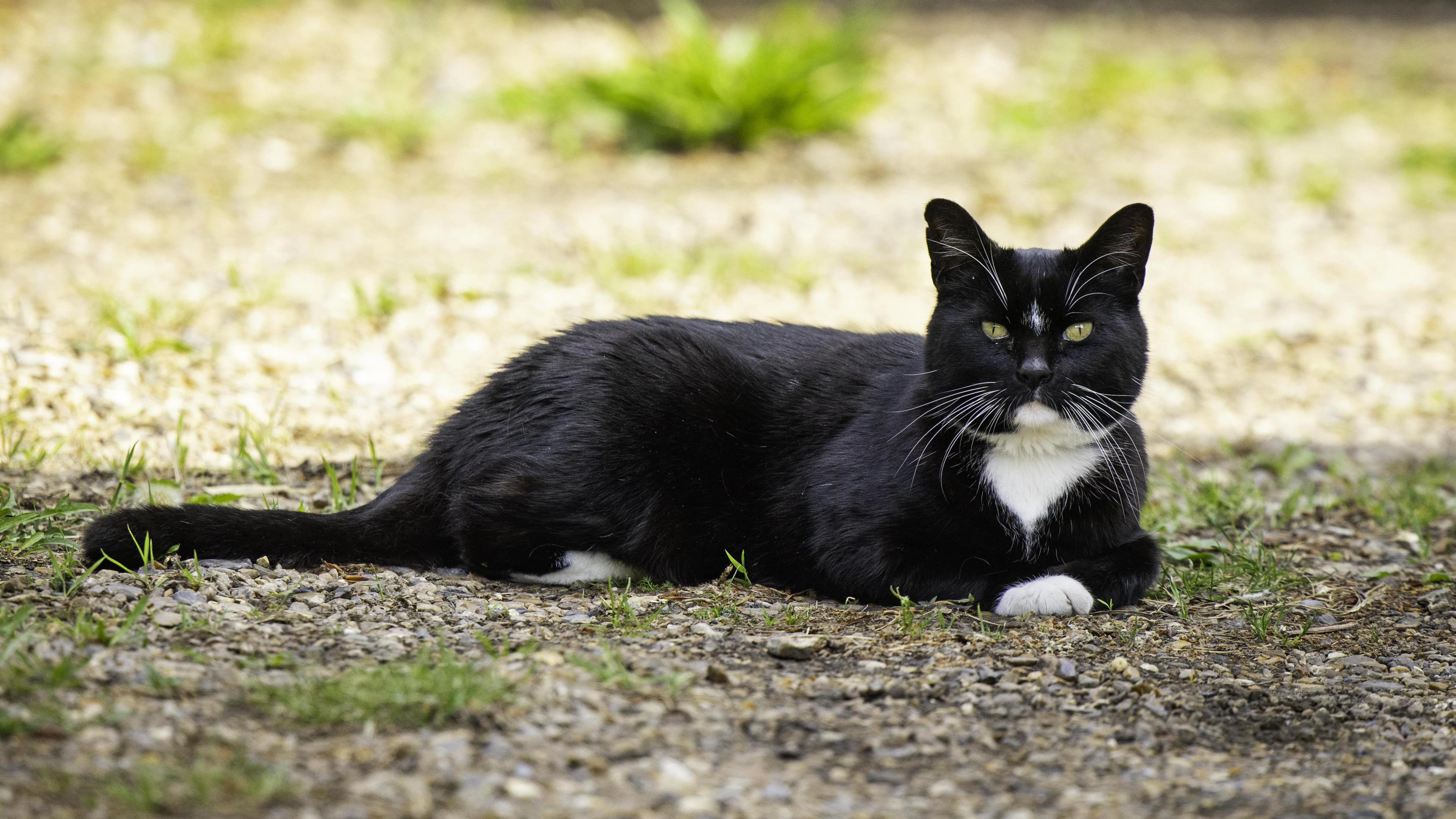 A black and white tuxedo cat sat lying outdoors on gravel, with some greenery poking through. She is sat just in the shade beside a large area in direct sunlight.