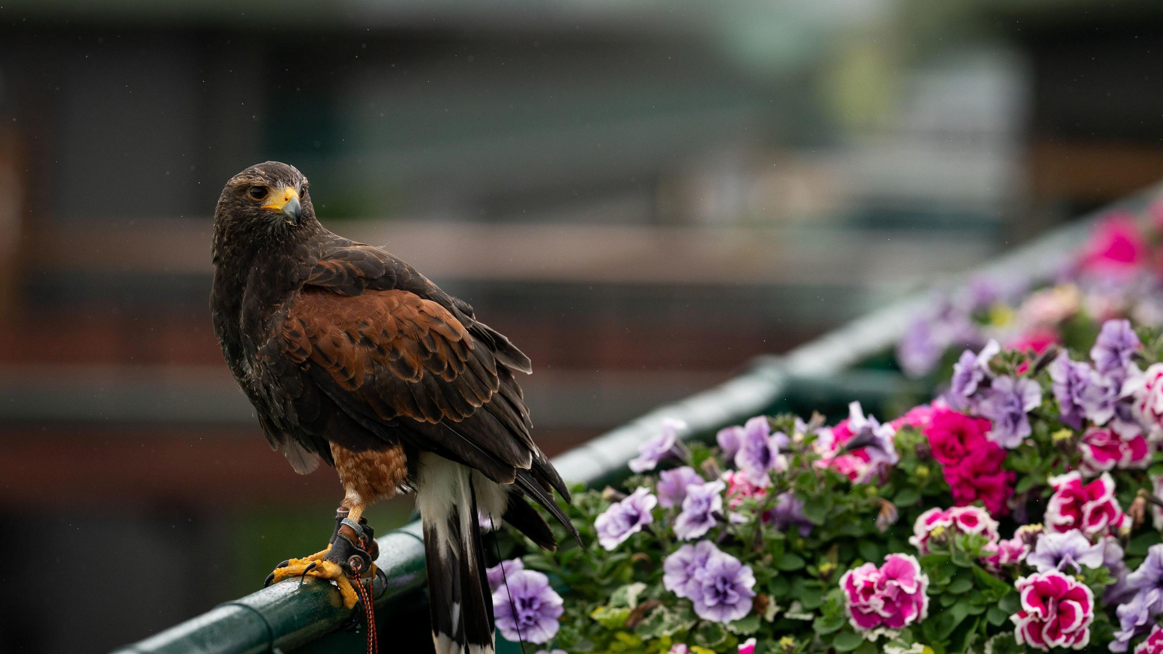 Rufus the Harris's hawk on day three of the 2022 Wimbledon Championships at the All England Lawn Tennis and Croquet Club