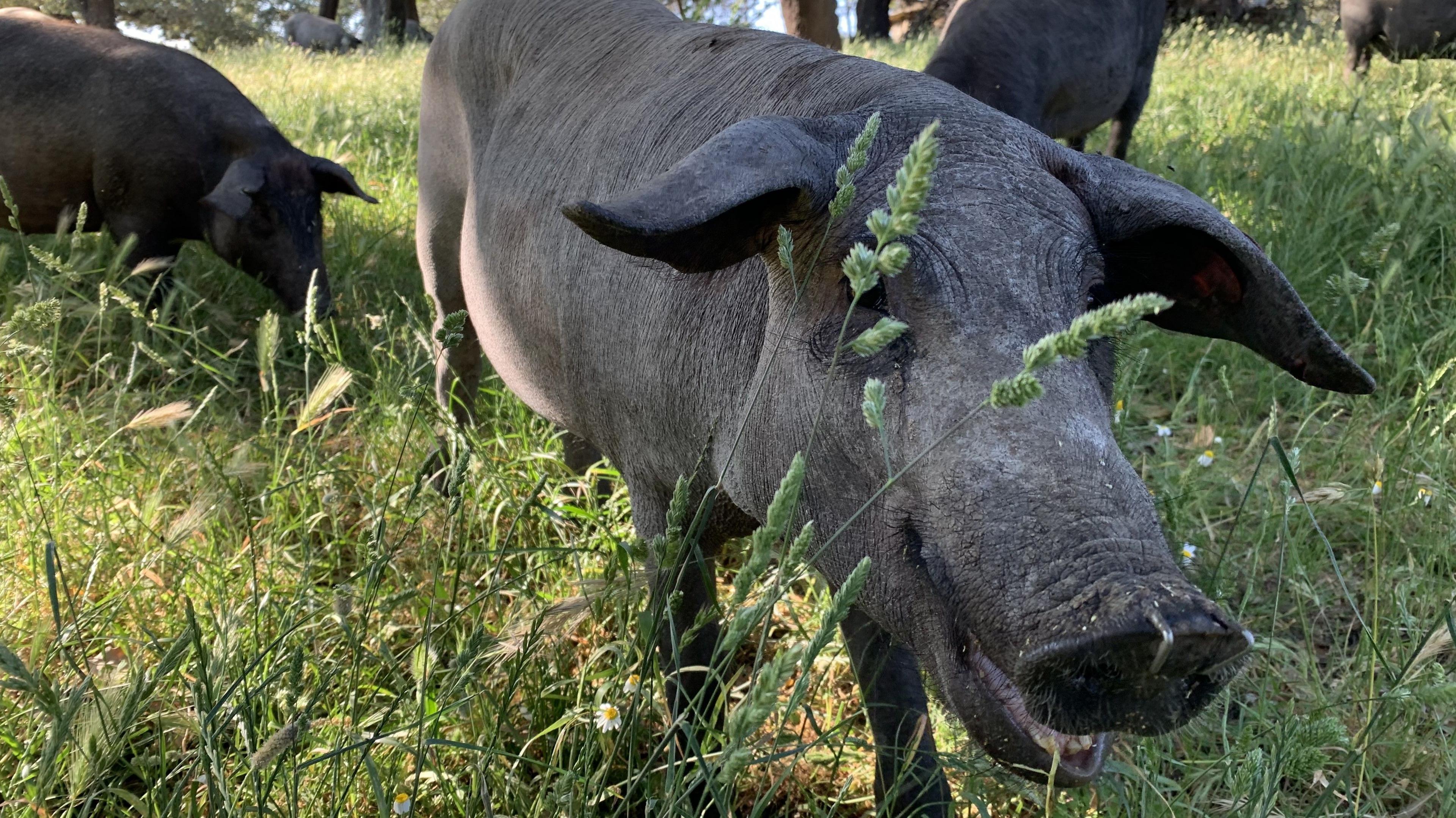 Black Iberian pigs