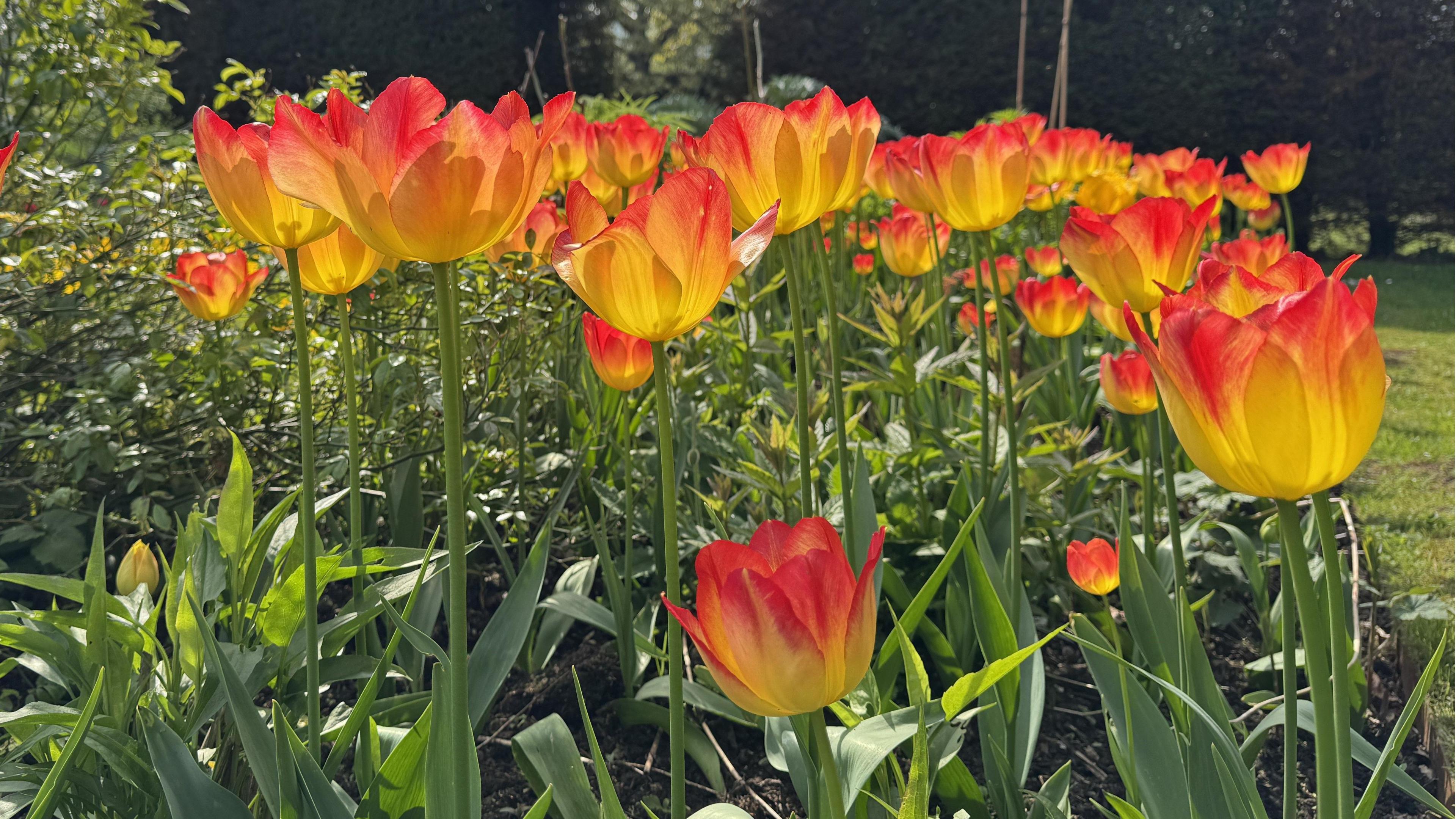 Orange and yellow tulips with green stems 