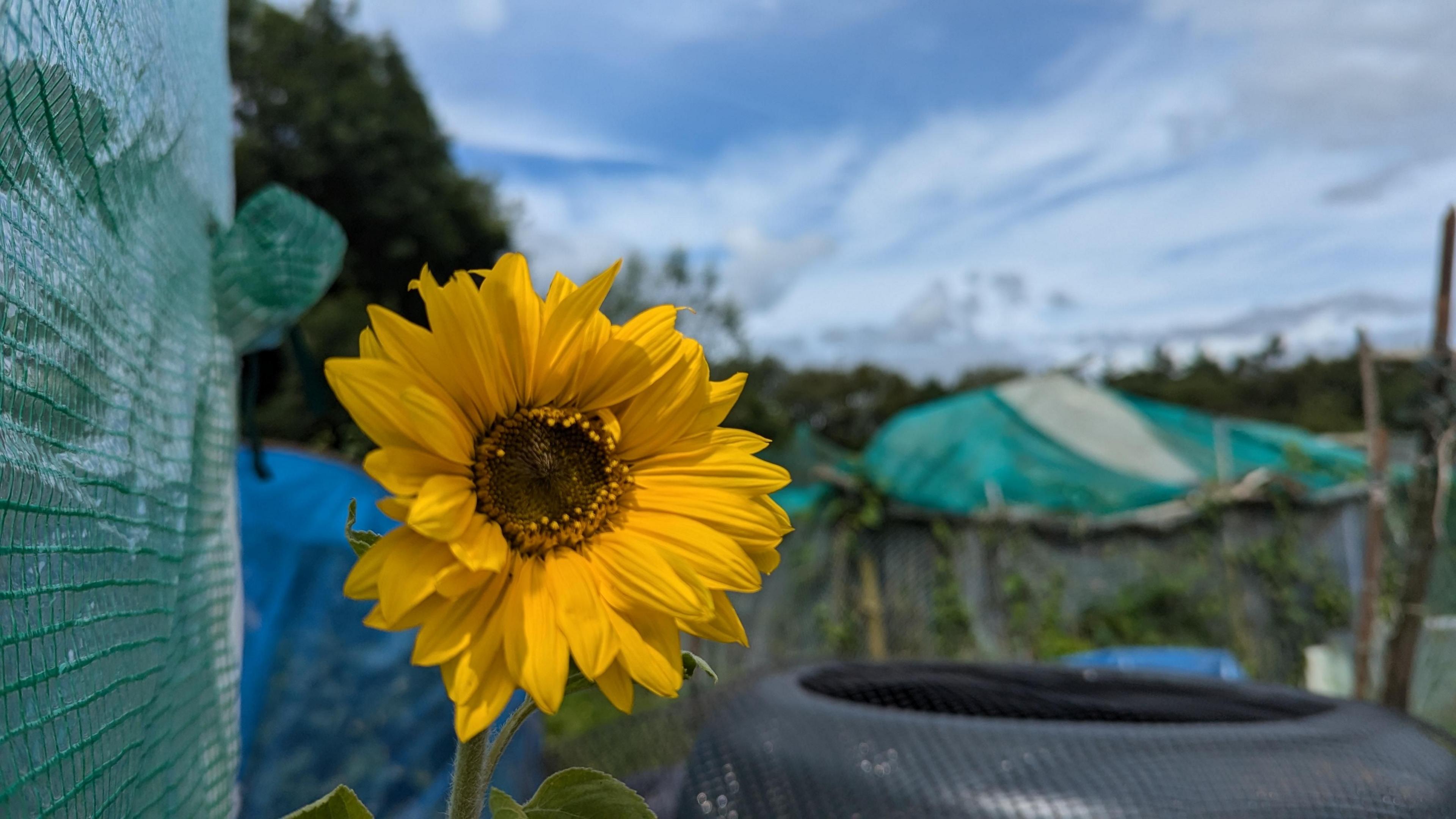 A sunflower stands next to a plastic garden screen, with a slightly blurred background including other plants and tarpaulin-covered areas 