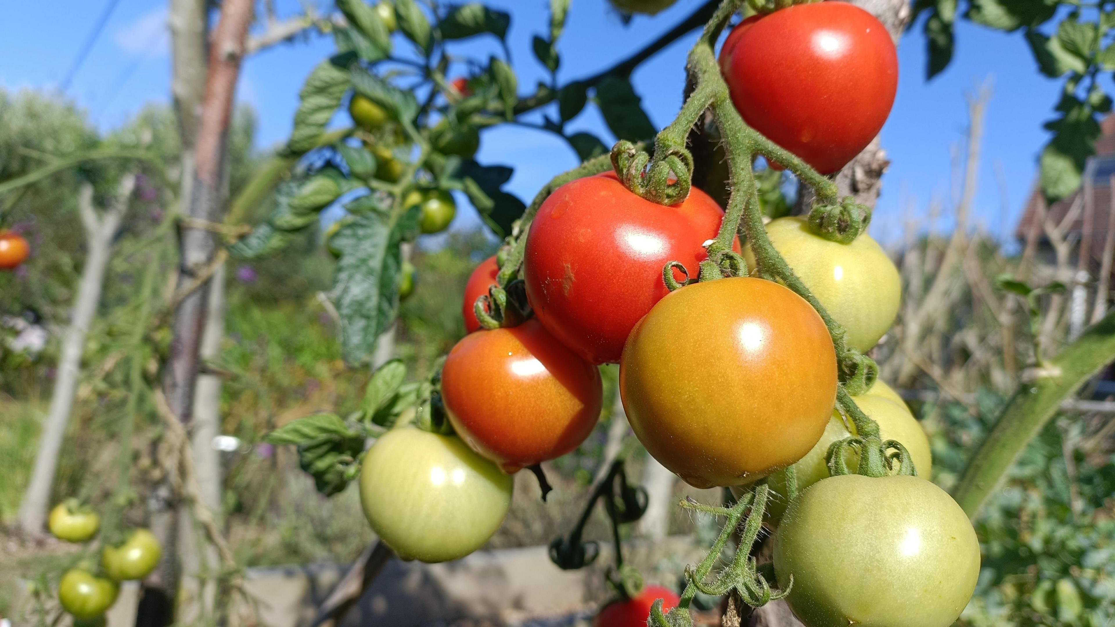 A bunch of tomatoes hang from a vine, three are red, one orange and the other four that are visible are still green and unripe