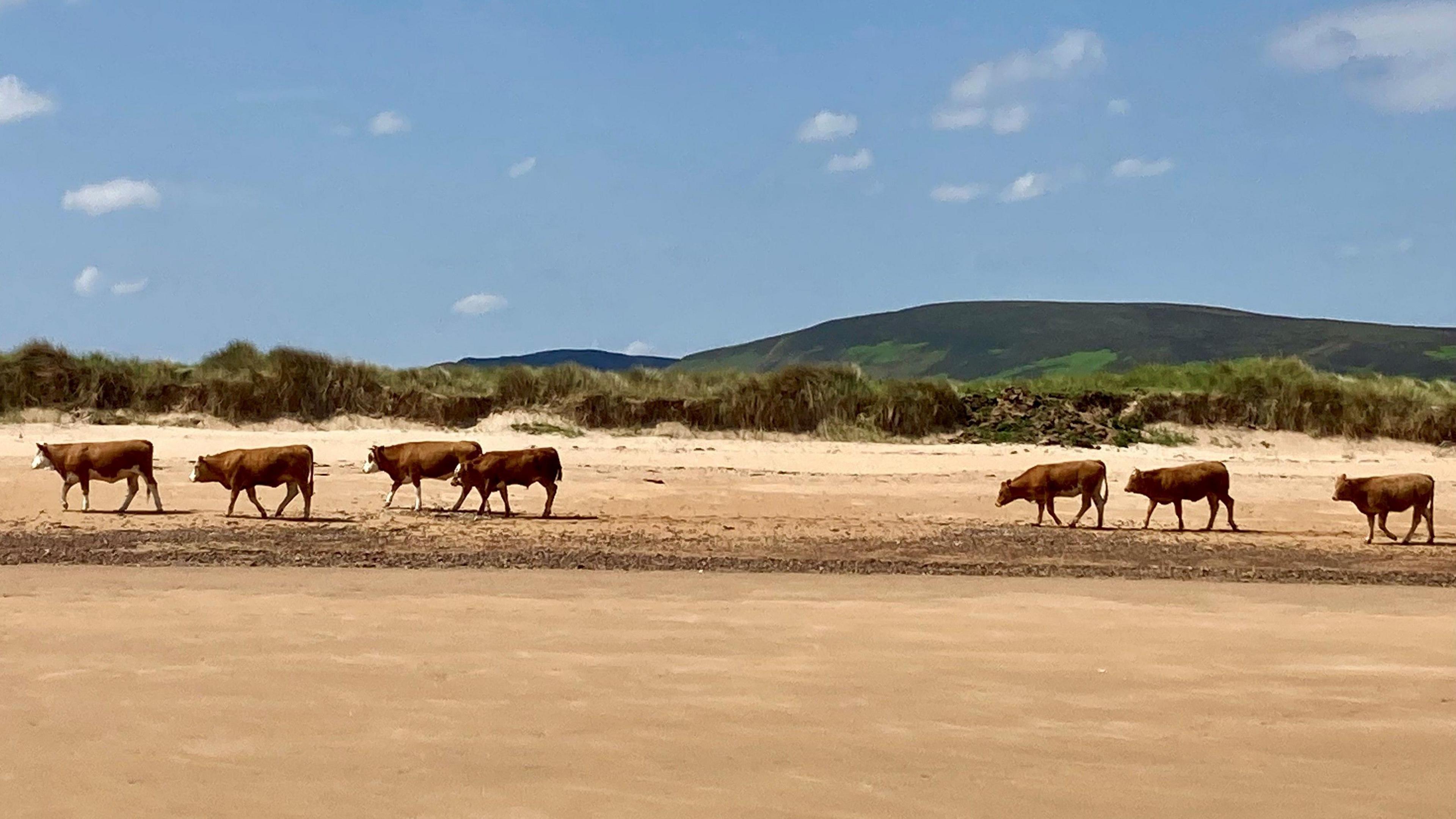Seven brown cows walking along some sand with hills in the background