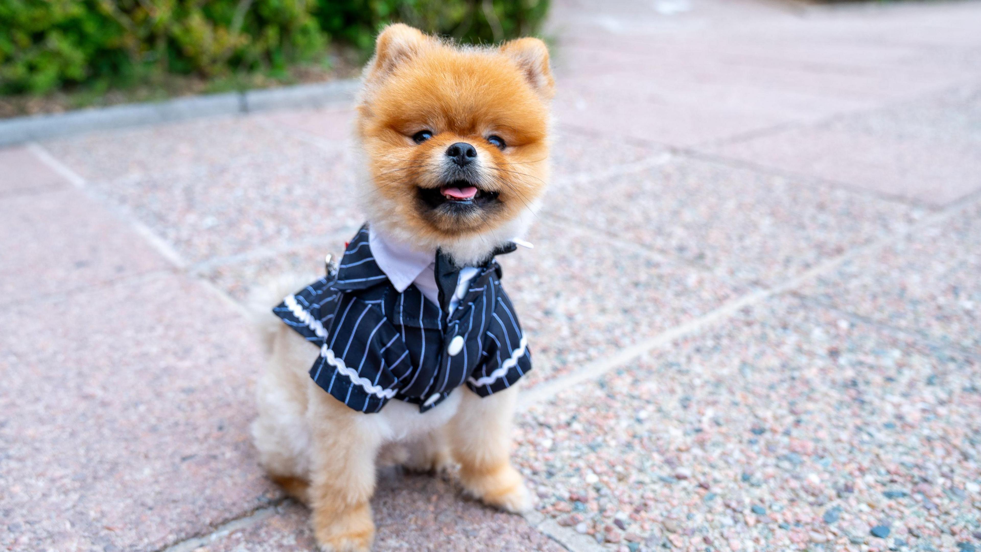 A small dog with cream fur wearing a navy and white striped suit jacket with a little navy tie.