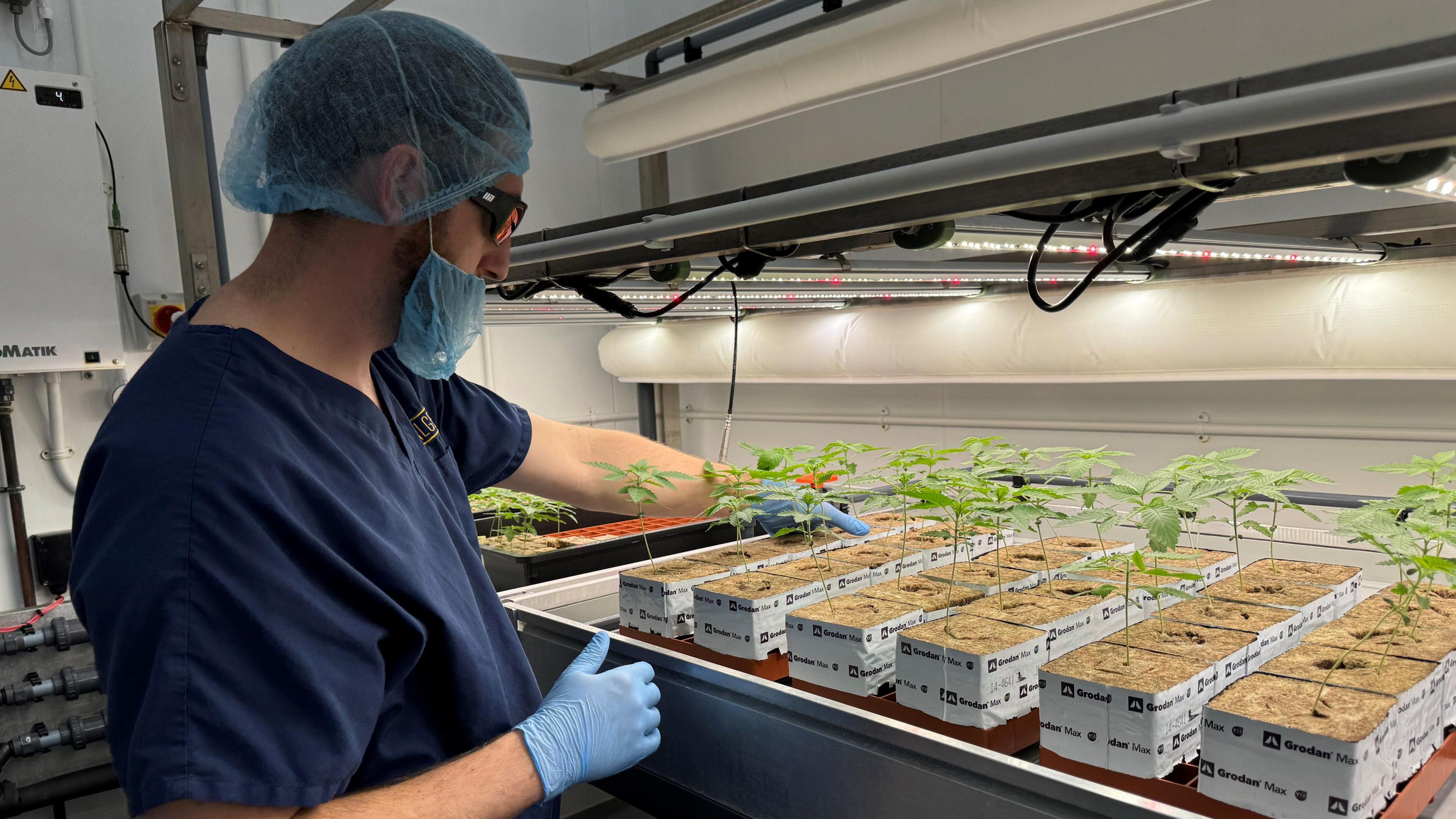 Head grower Brady Green with the most recent batch of research and development cannabis seedlings