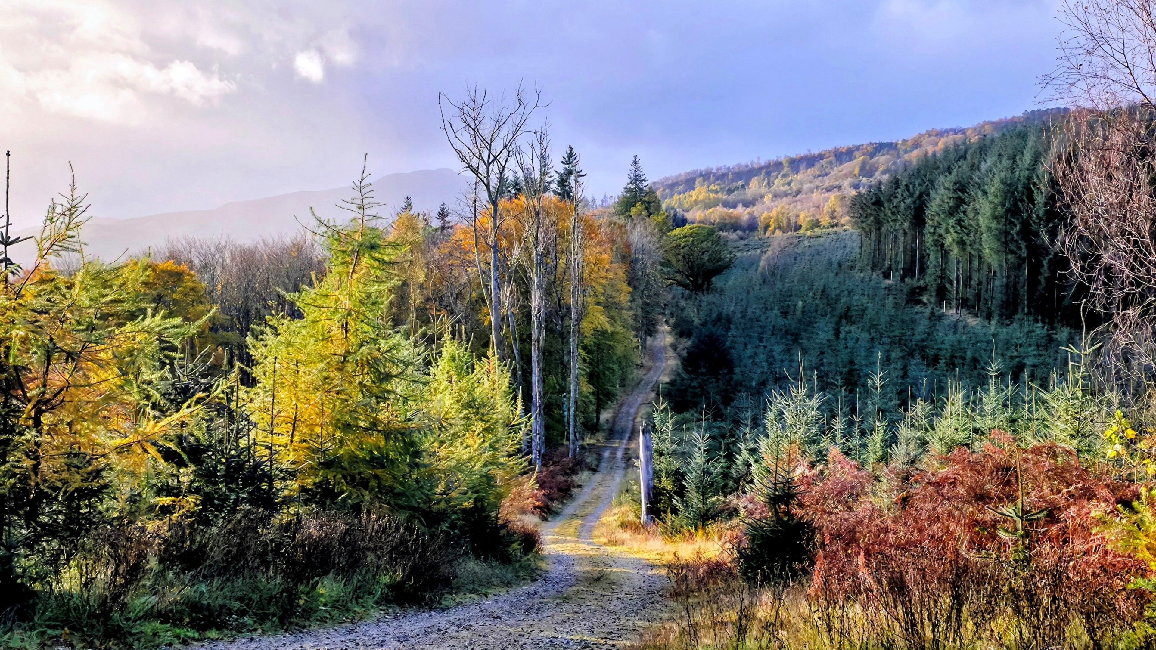 There is a long forest track through trees hat are green, red and yellow.