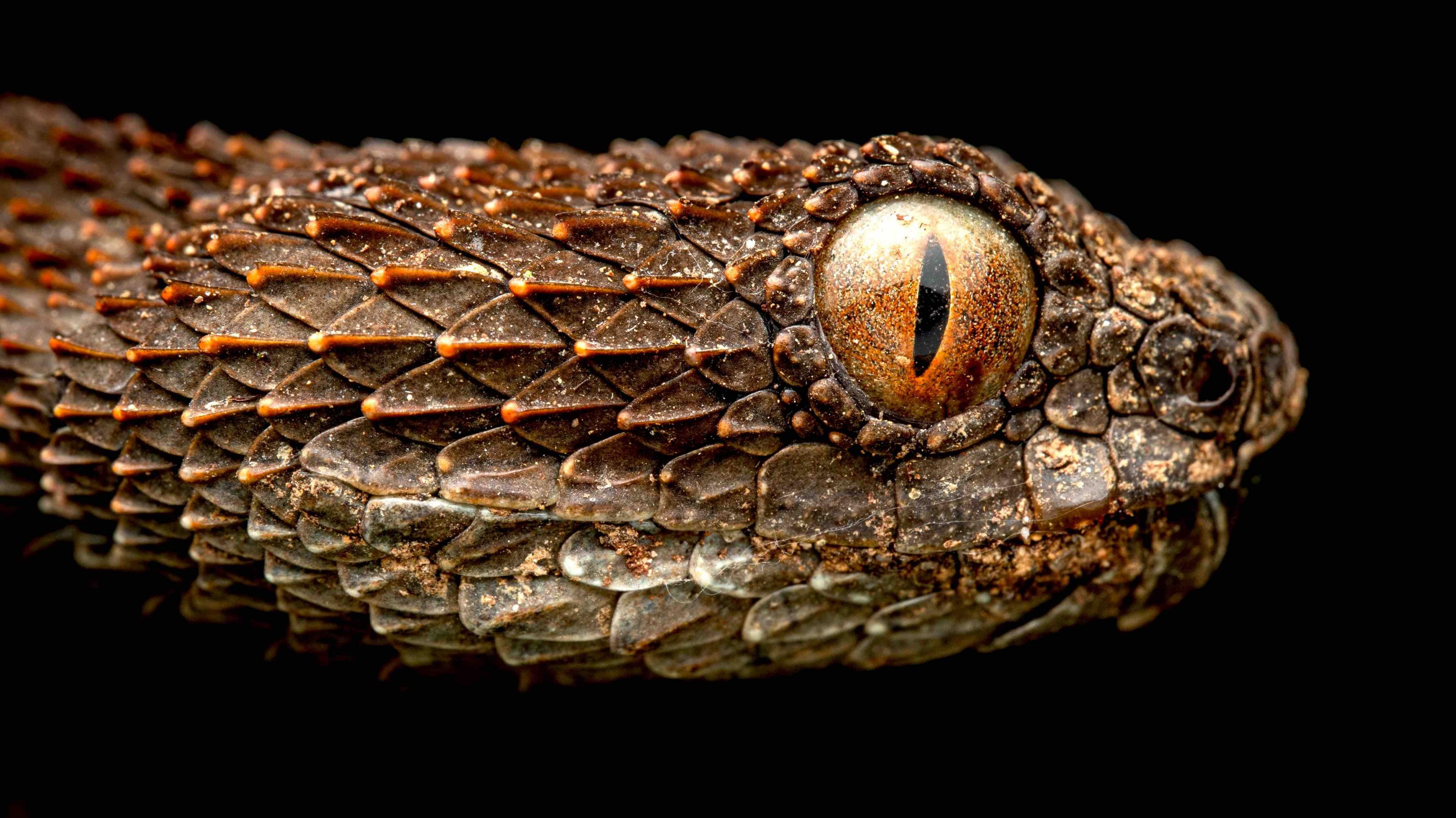 spiky brown and orange coloured snake with huge orange eye