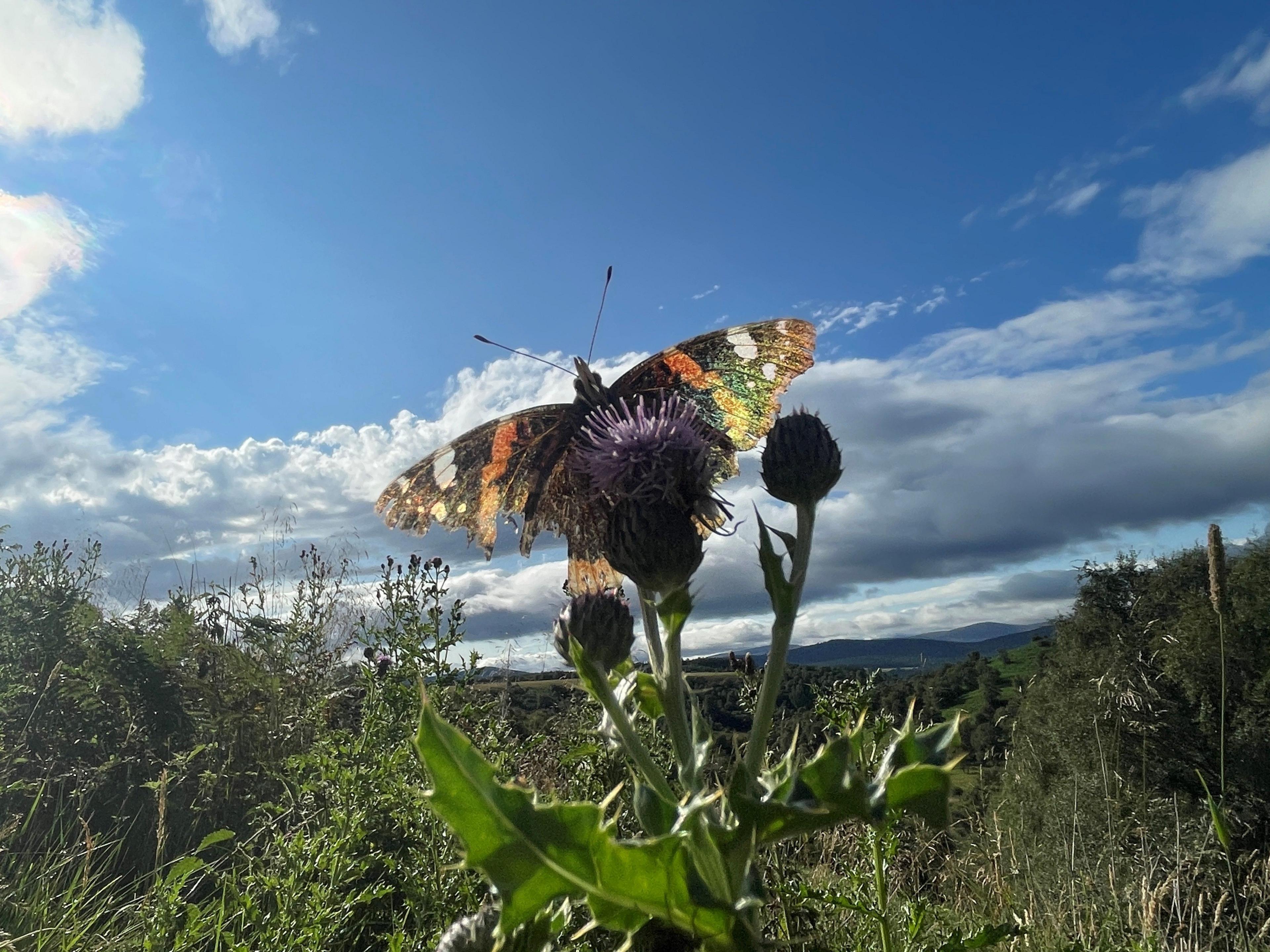 A close up of a butterfly with its wings spread, landing on a thistle