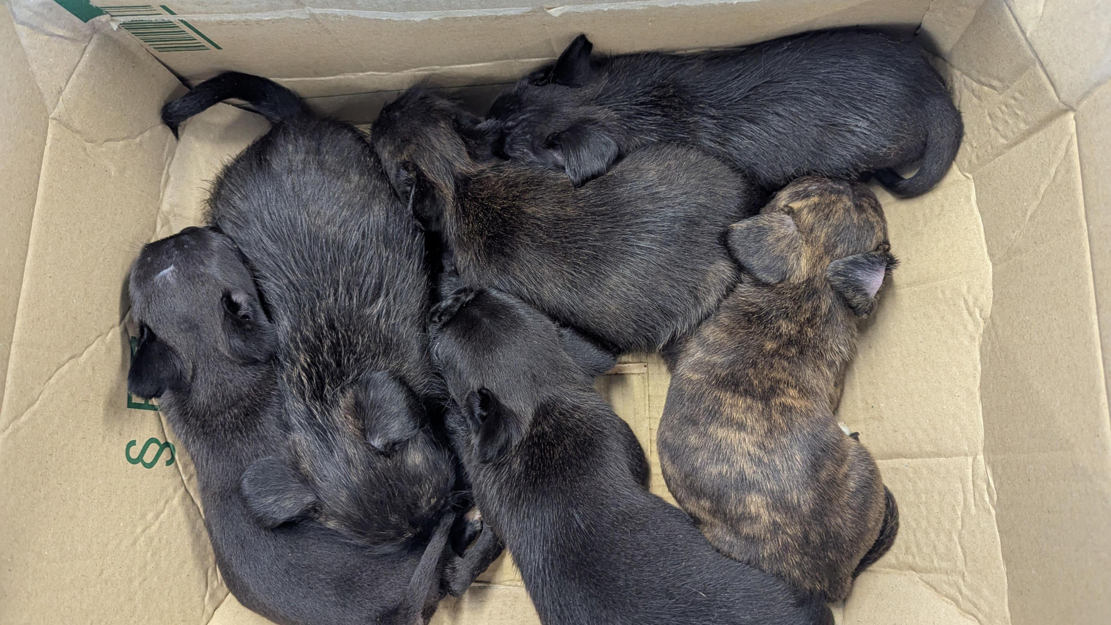 Six tiny puppies huddled together in a cardboard box. Five have black fur and one has a mix of brown and black.