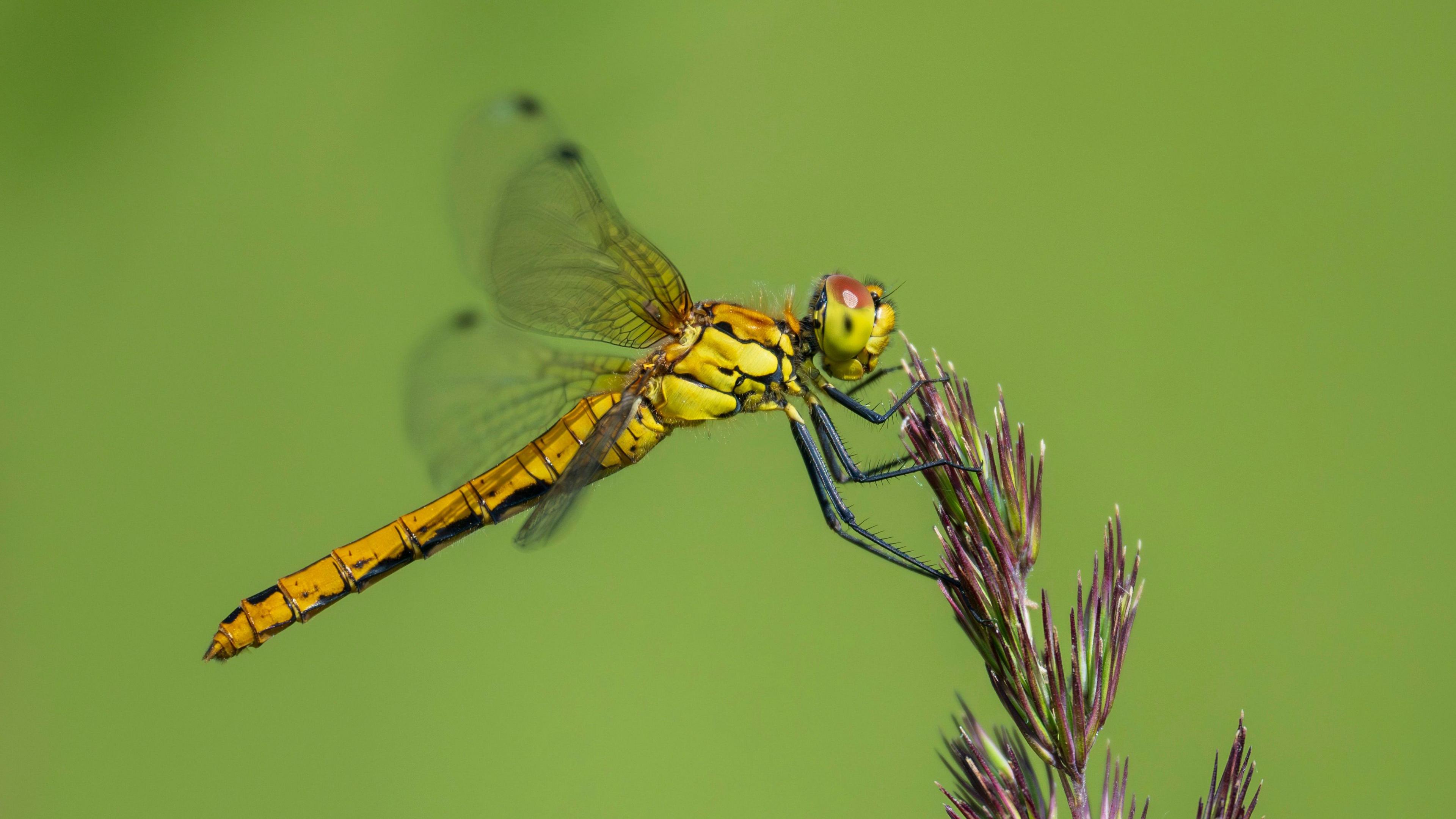 A female Scarce Chaser dragonfly at Wiken Fen