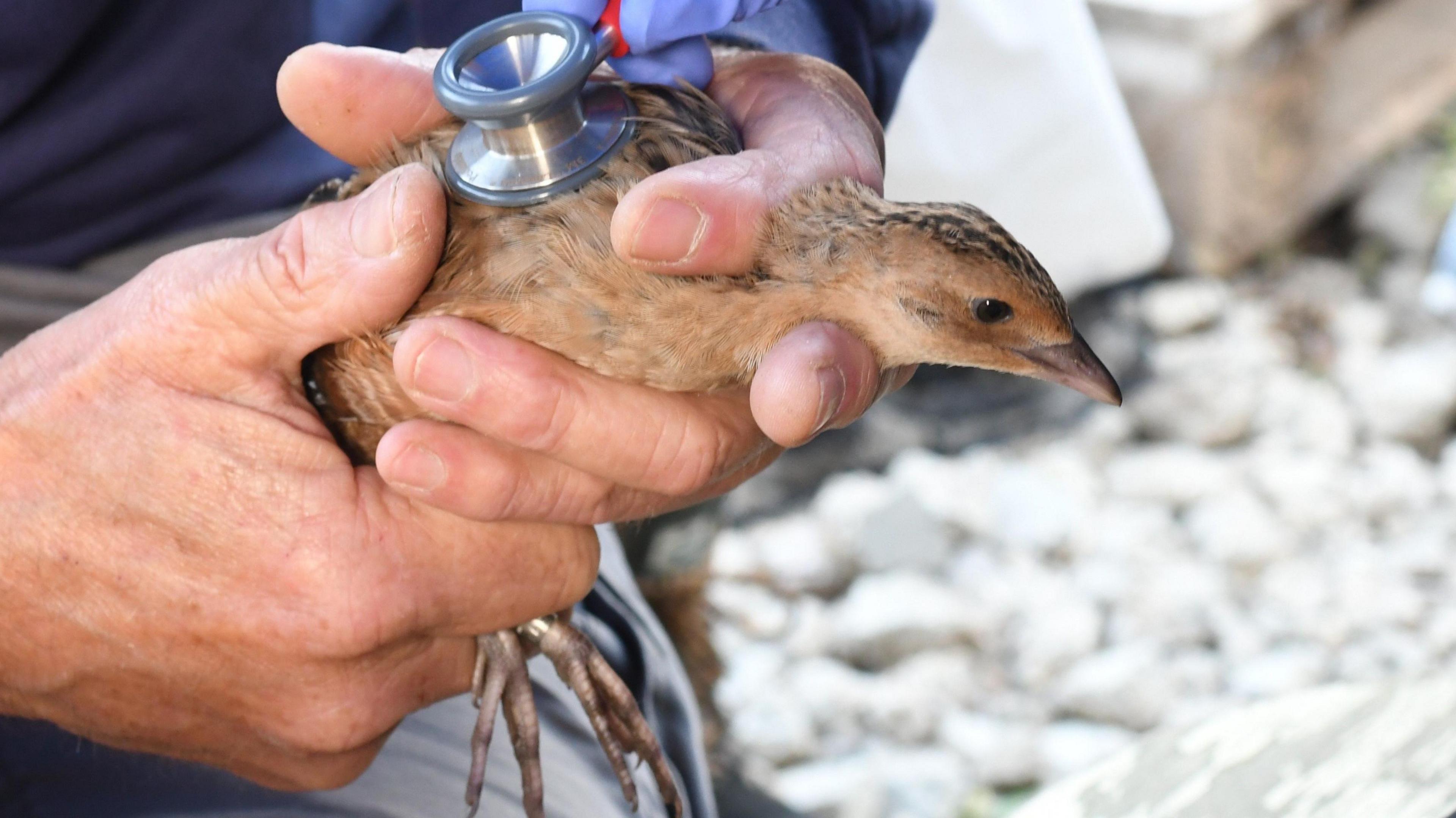 Male corncrakes are captured and ringed