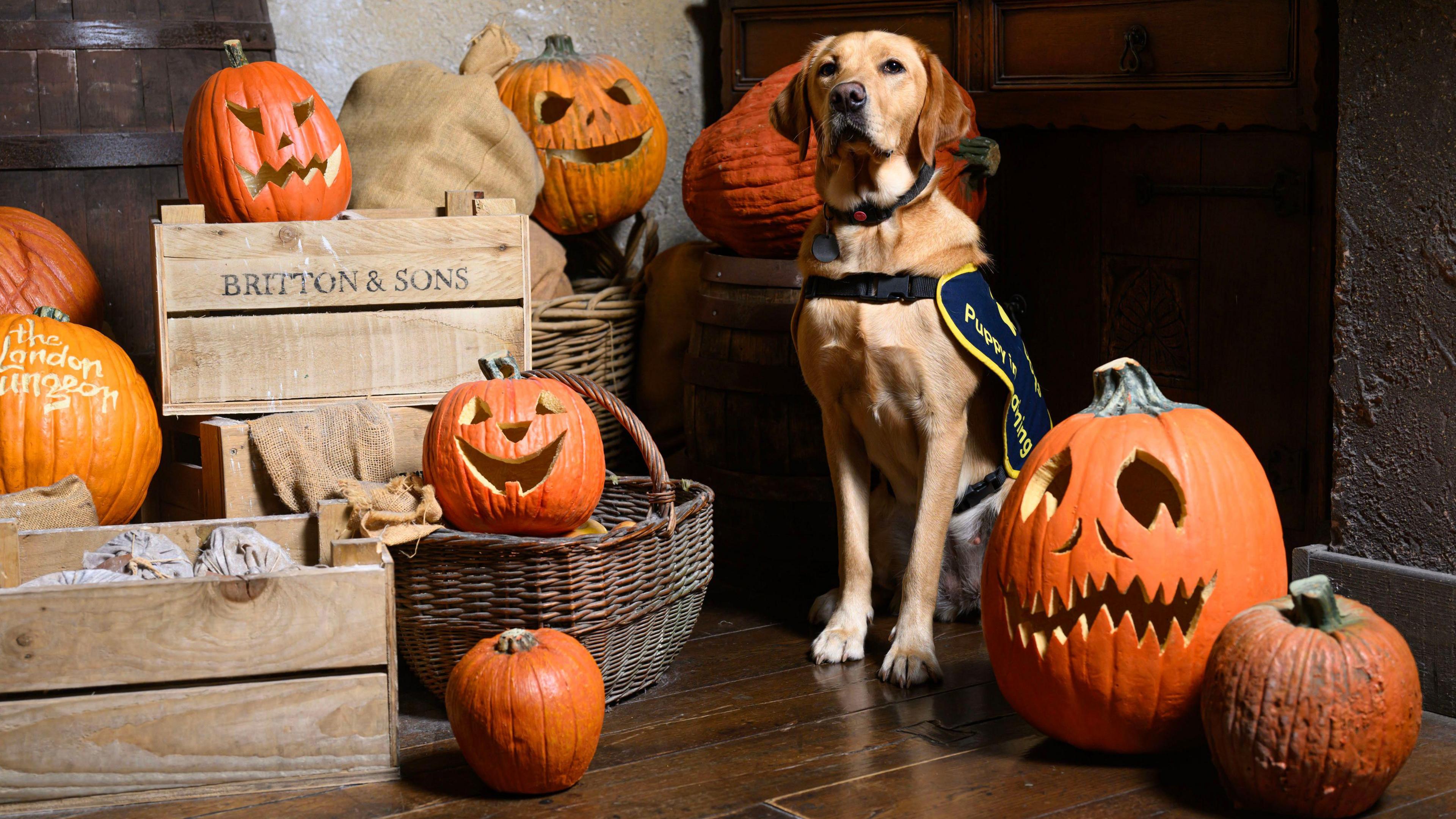 Guide dog with pumpkin