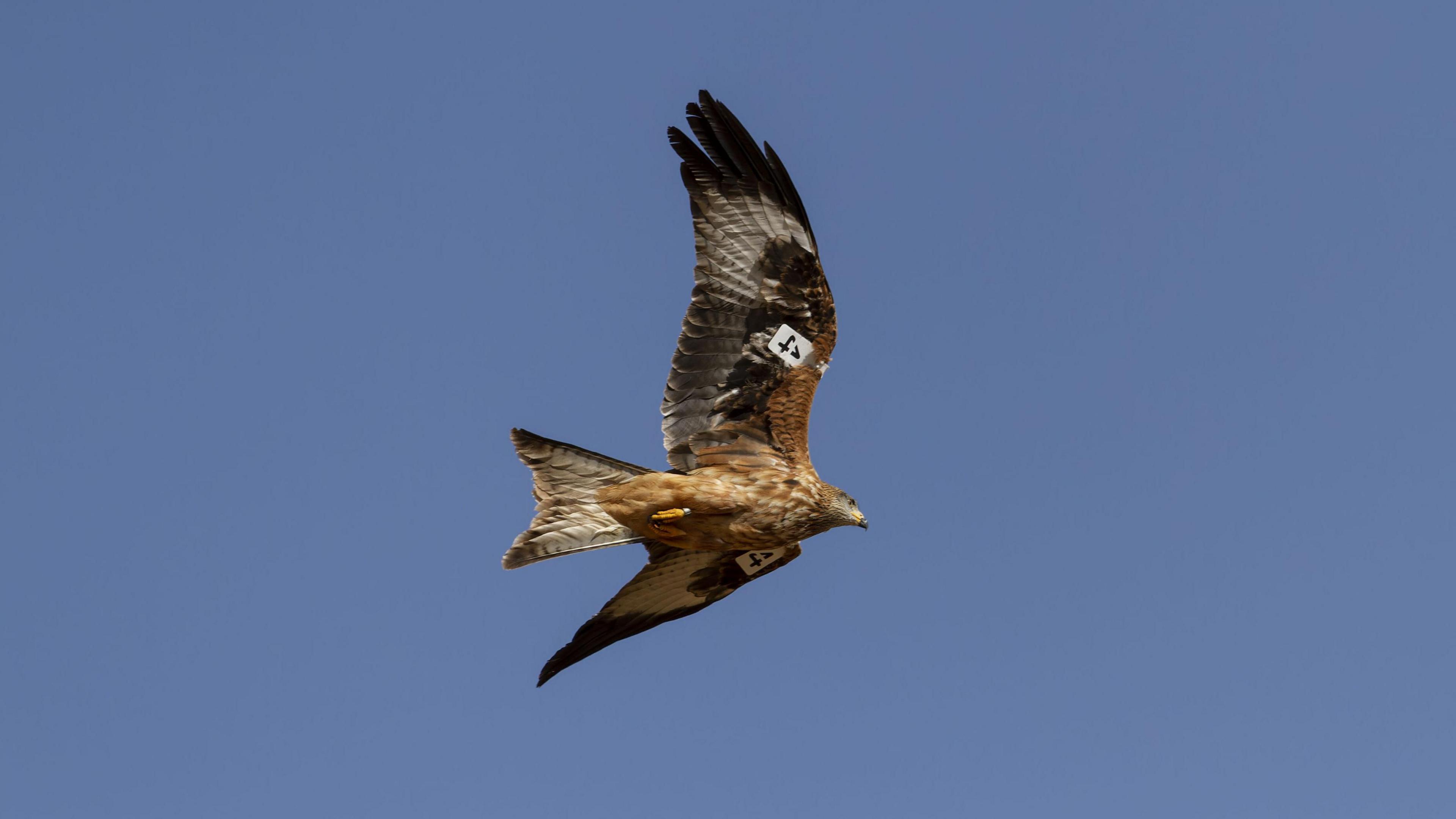 A tagged red kite takes it's first flight into the wild