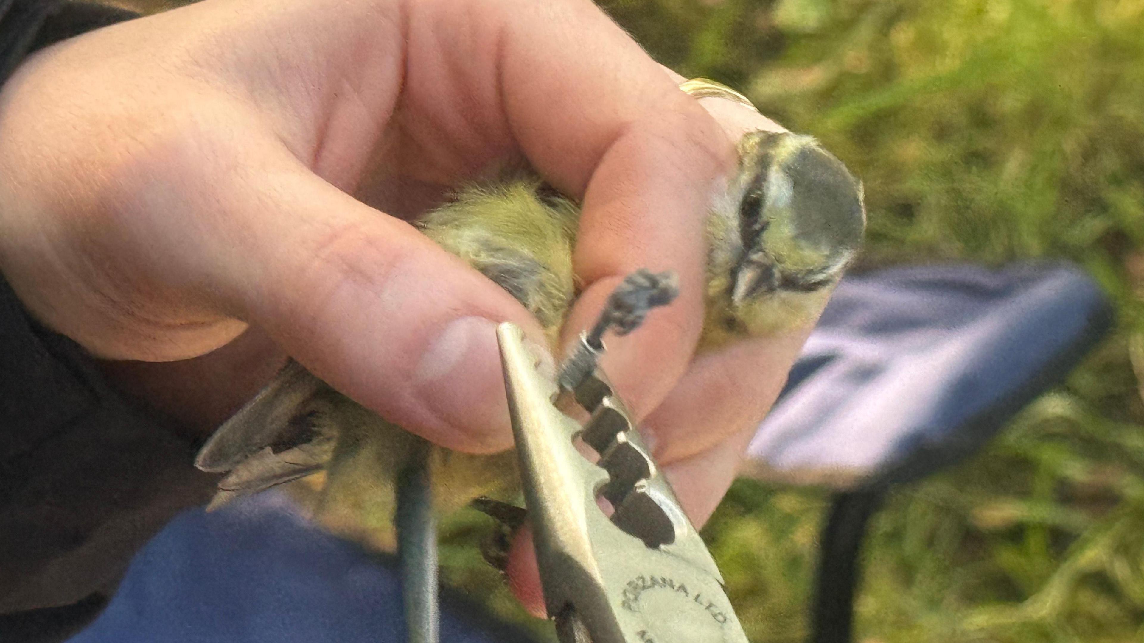 A bird gets ringed. The bird is being held by a pair of hands, and a metal implement is being used to ring its leg