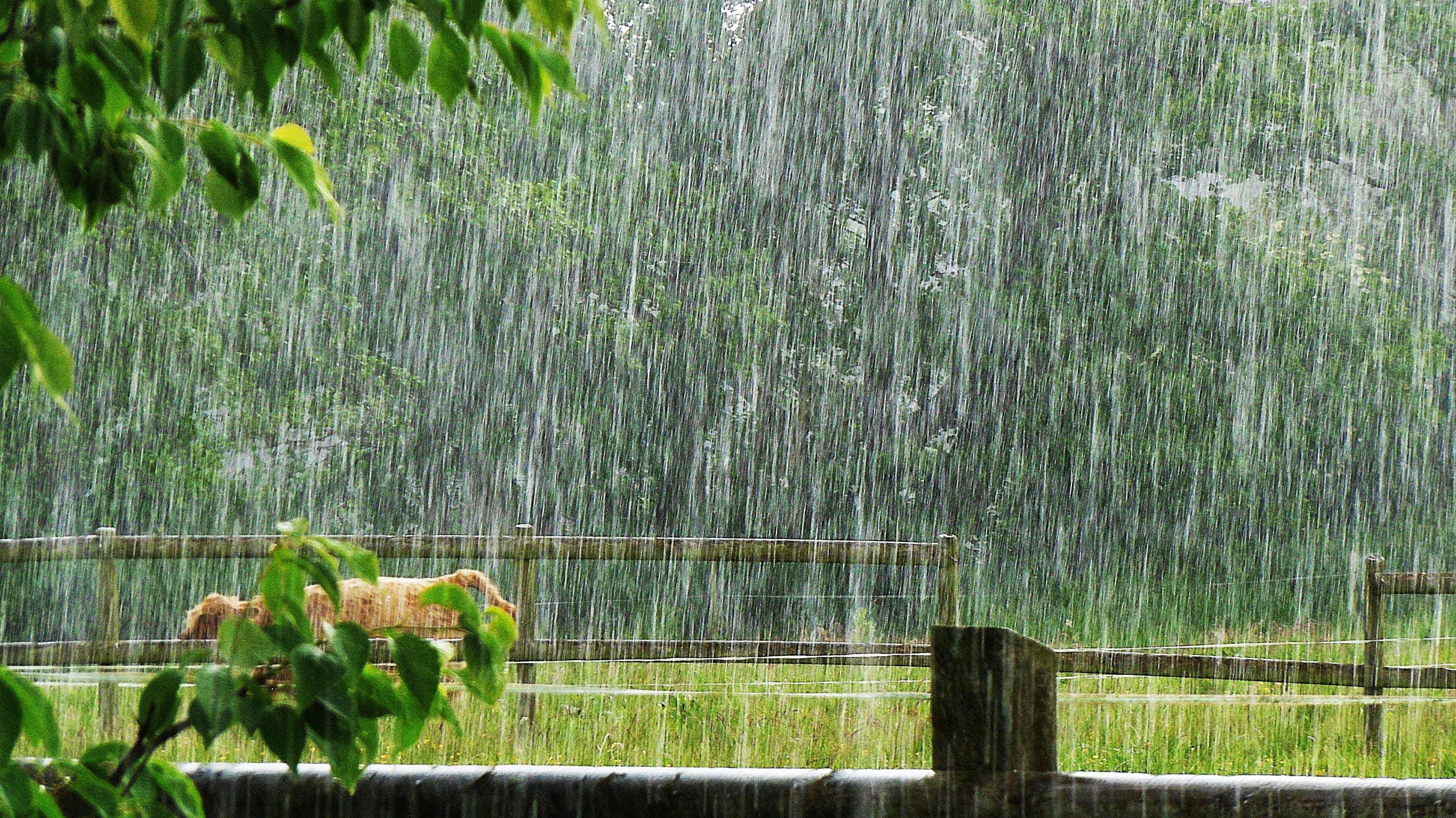 Heavy rain pouring on a rural field with a long-haired brown cow 