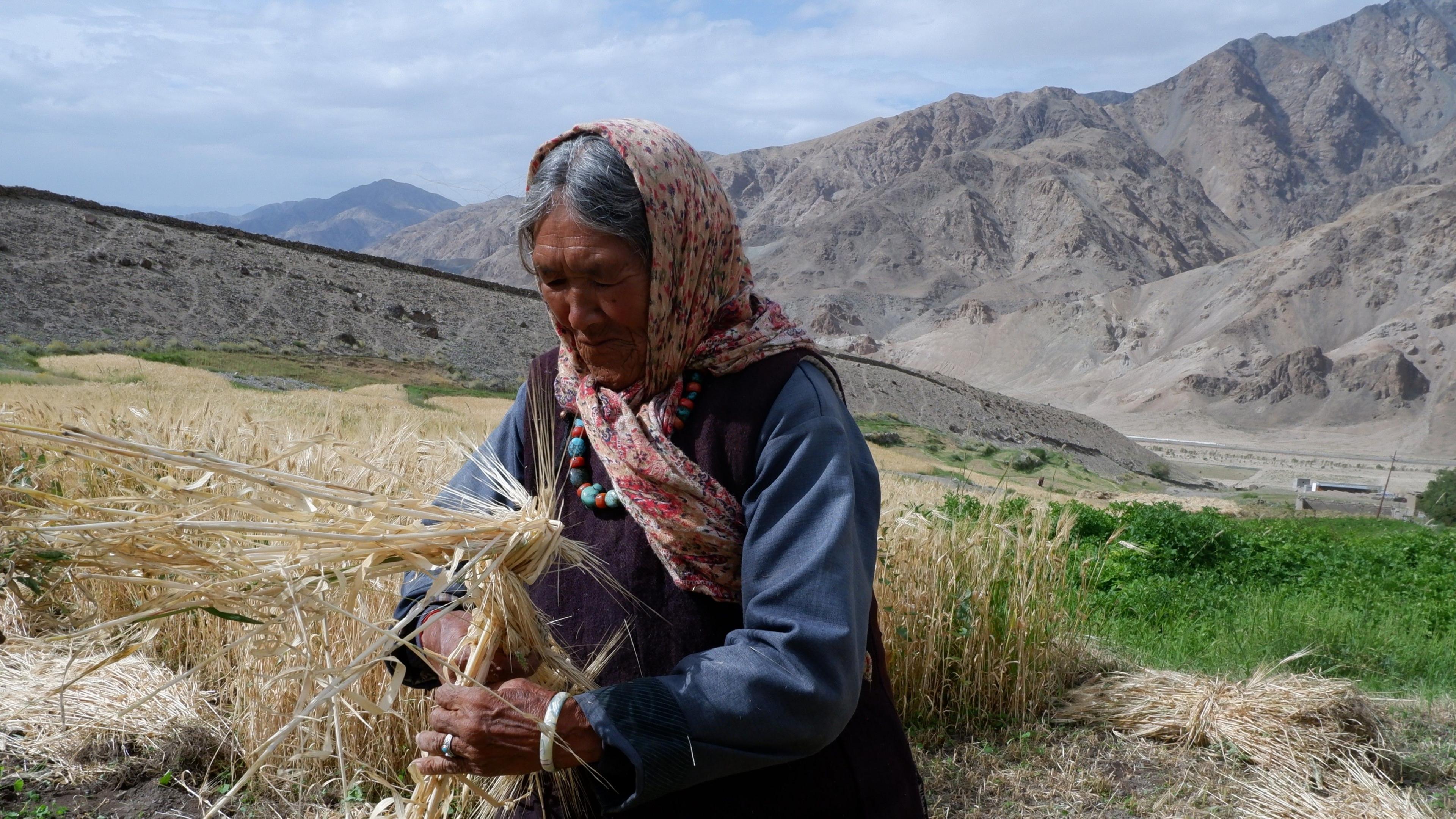 An older female farmer holds a straw-like crop. Behind her is a green field and mountains.