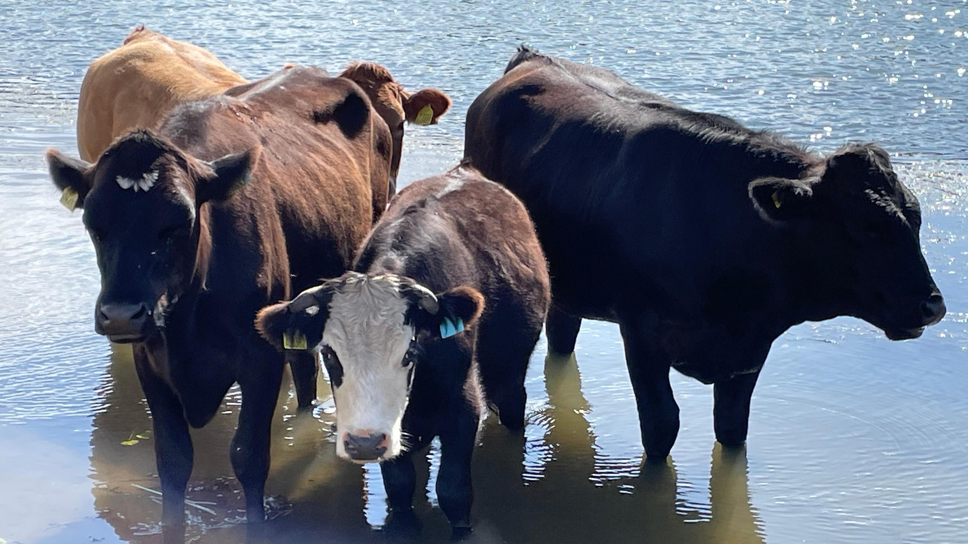 Four brown cows stand in water up to their knees cooling off in hot weather