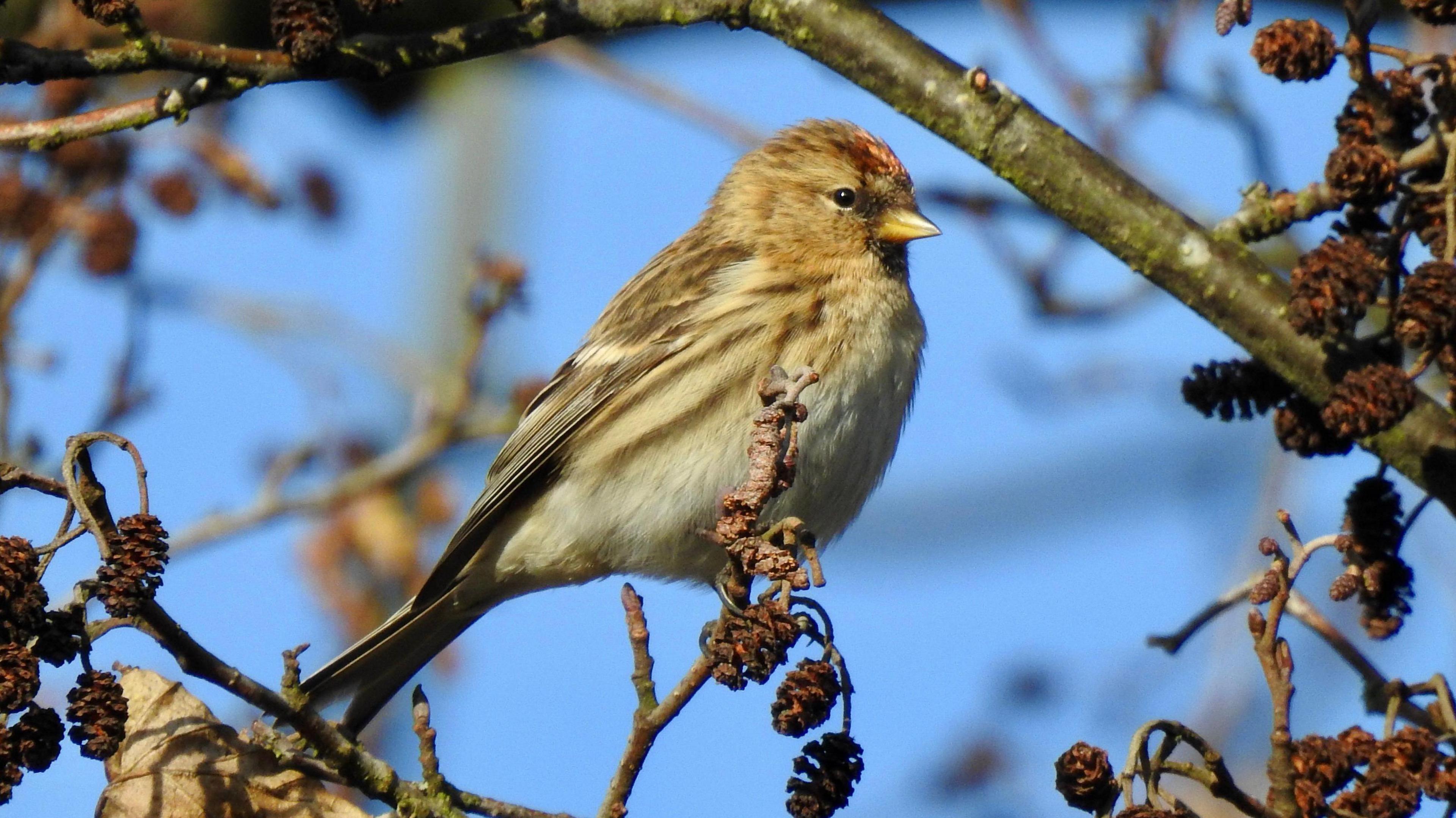 A photo of a redpoll: a bird with a white chest, brown back, with a small crest of pink on its head. It perches on a branch. The photo is zoomed in so the bird takes up most of the picture, framed by a blue sky and branches with small pinecones on.