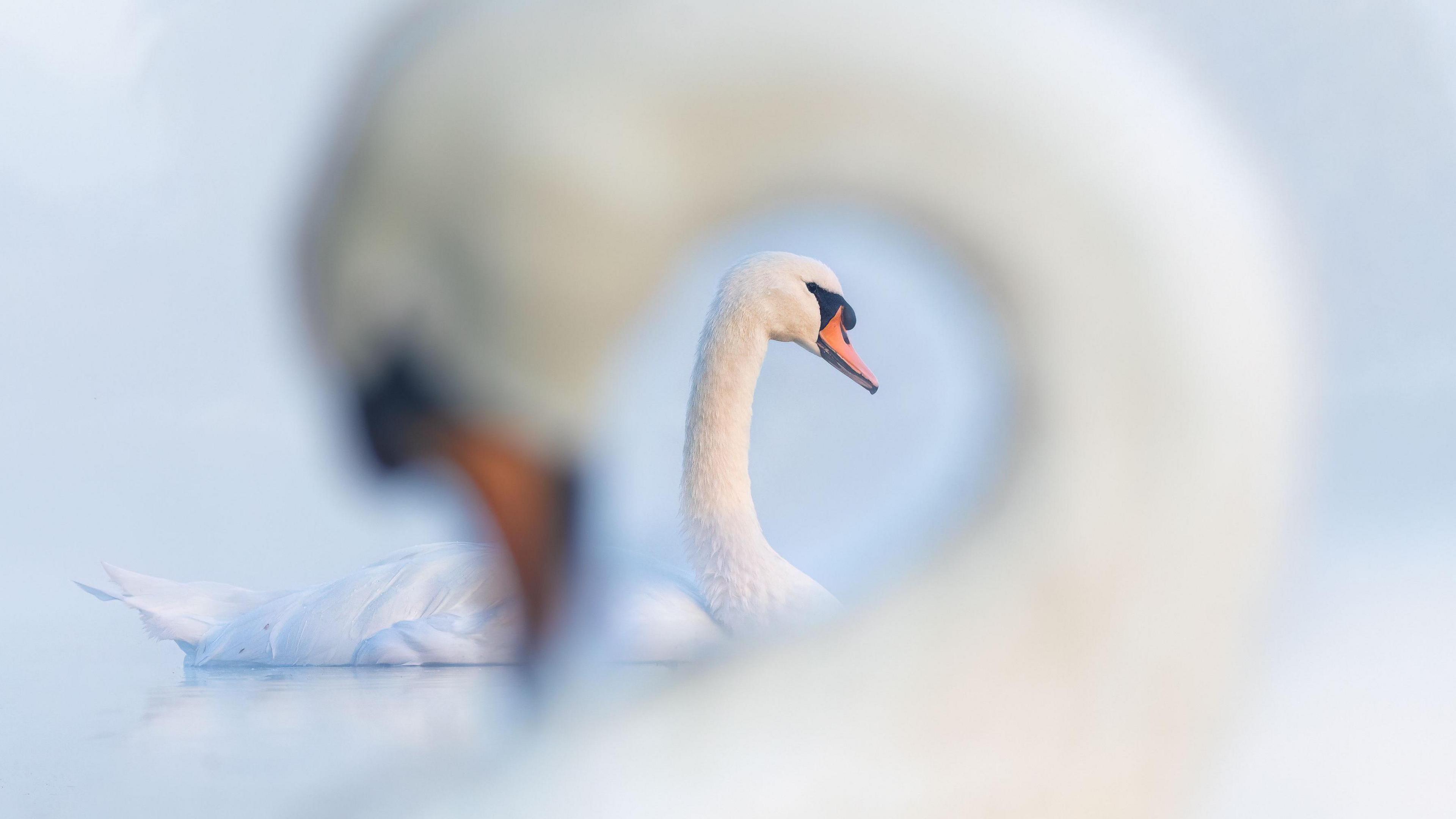 A swan out of focus in the foreground. In the bend of its neck is a swan in focus behind.