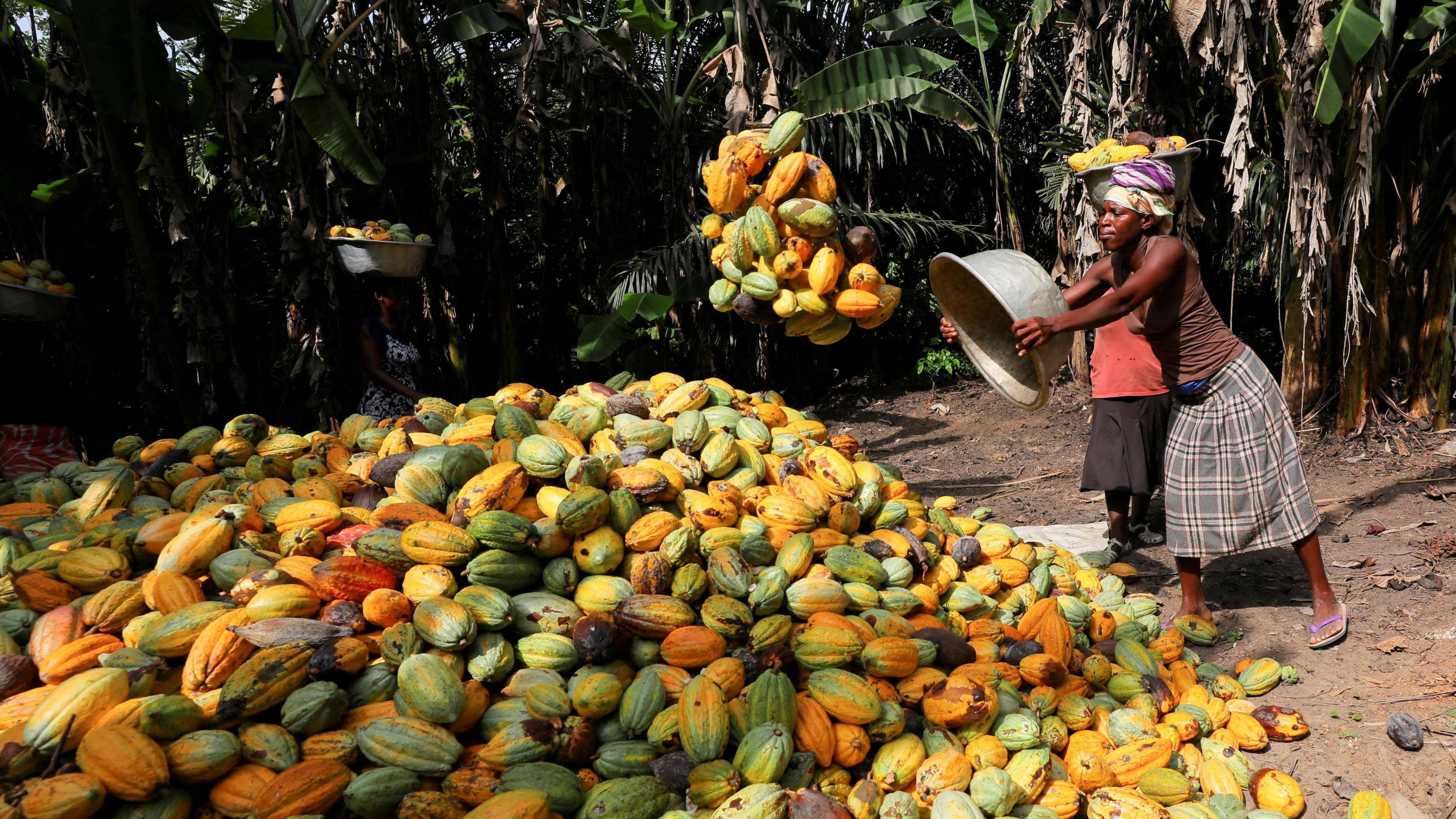 A cacao farmer throws cocoa pods on a pile of recently harvested pods